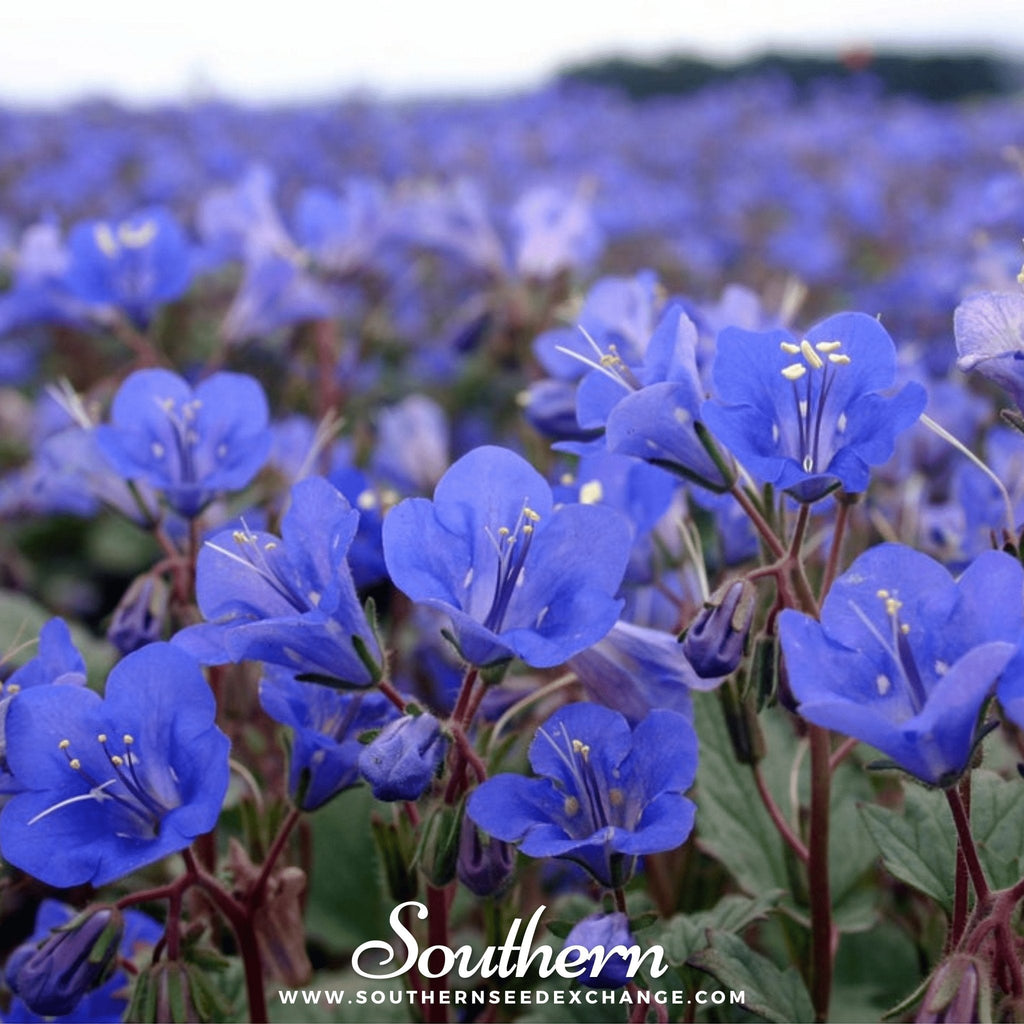 California Bluebell – 500 Seeds
