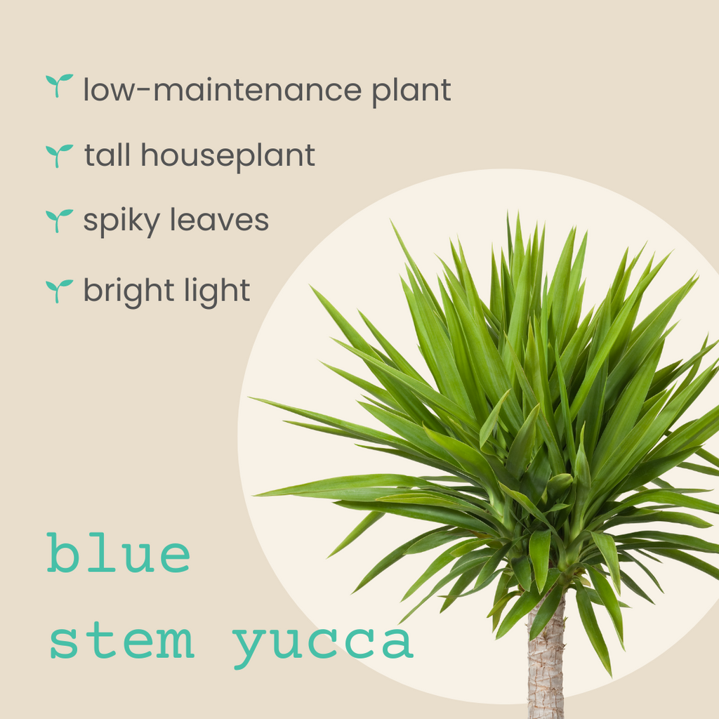 Yucca Baccata 'Blue Stem Yucca' Seeds