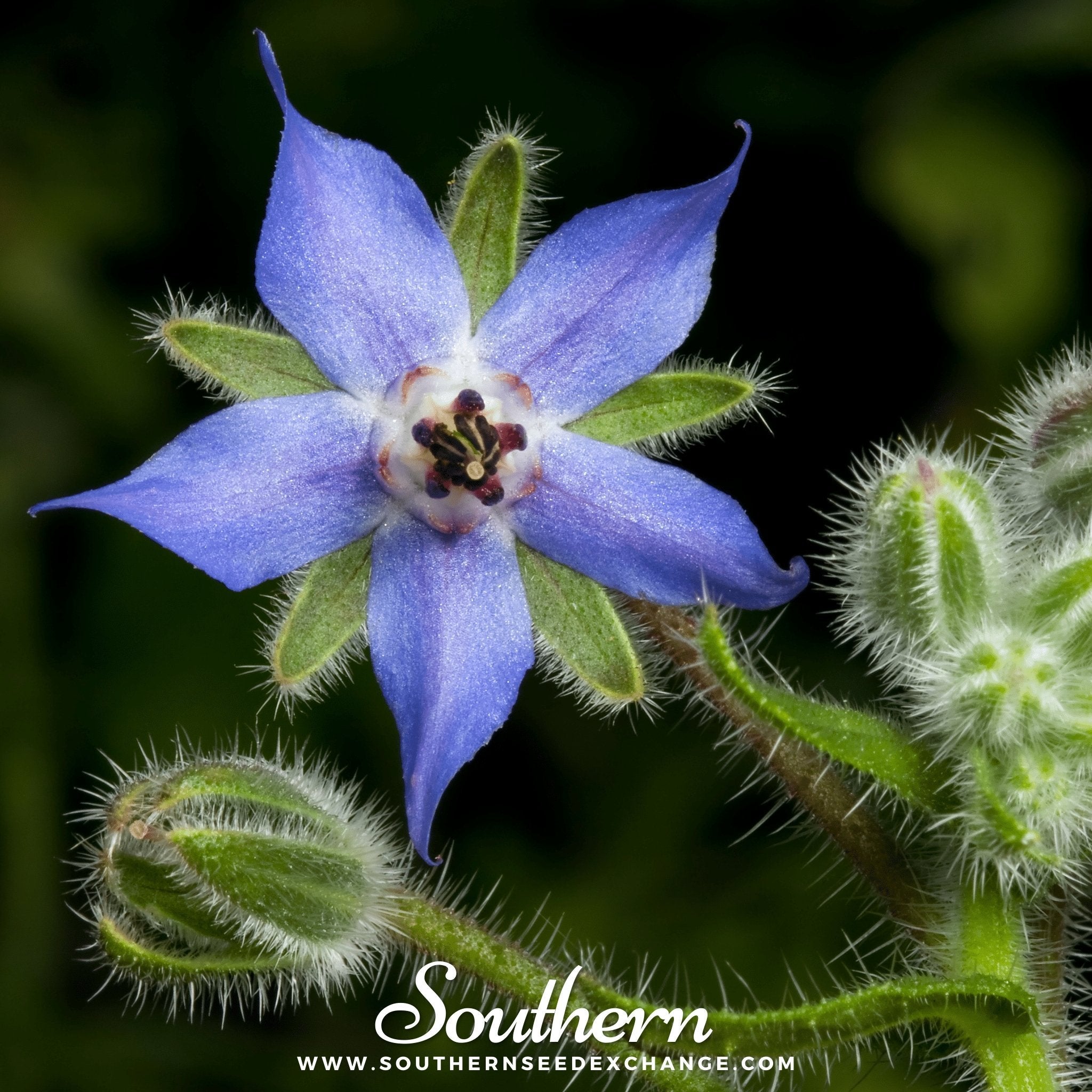 Blue Borage – 100 Seeds