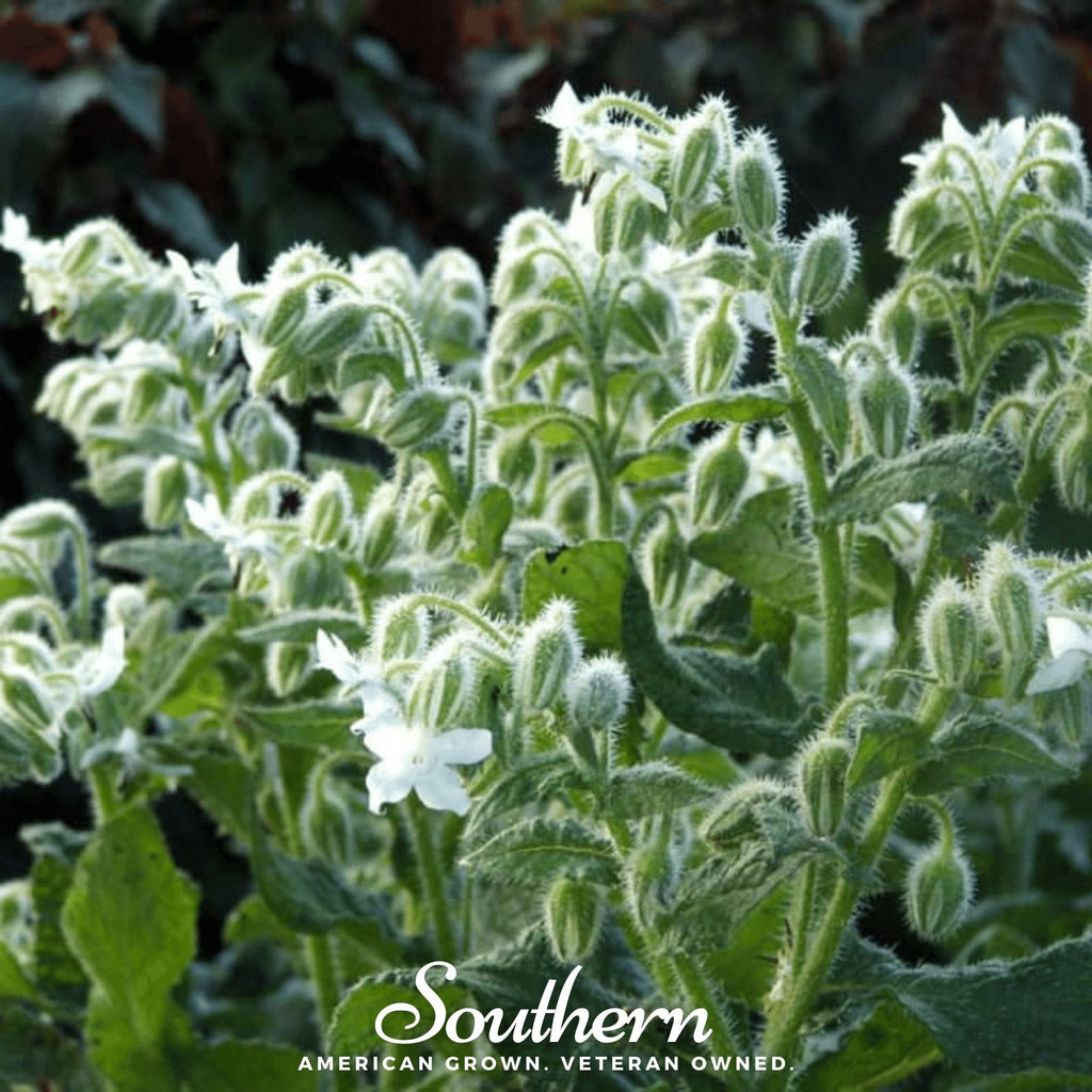 White Borage – 50 Seeds