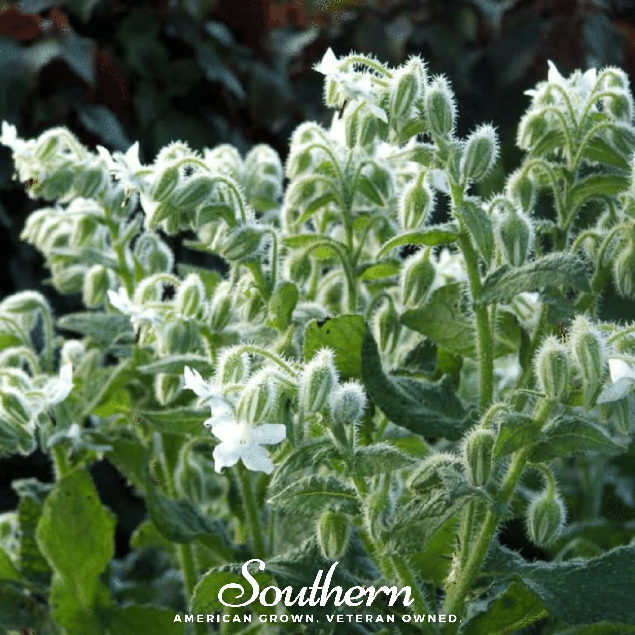 White Borage – 50 Seeds