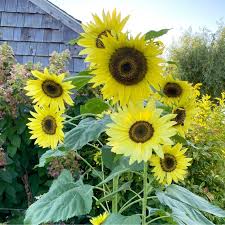 Lemon Yellow Sunflower Seeds – Soft Pastel Blooms for Gardens & Bouquets