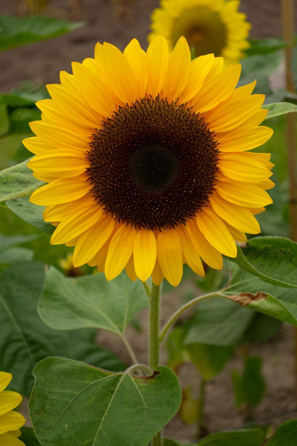 Bright Yellow Sunflower Seeds – Classic Golden Blooms for Gardens & Pollinators