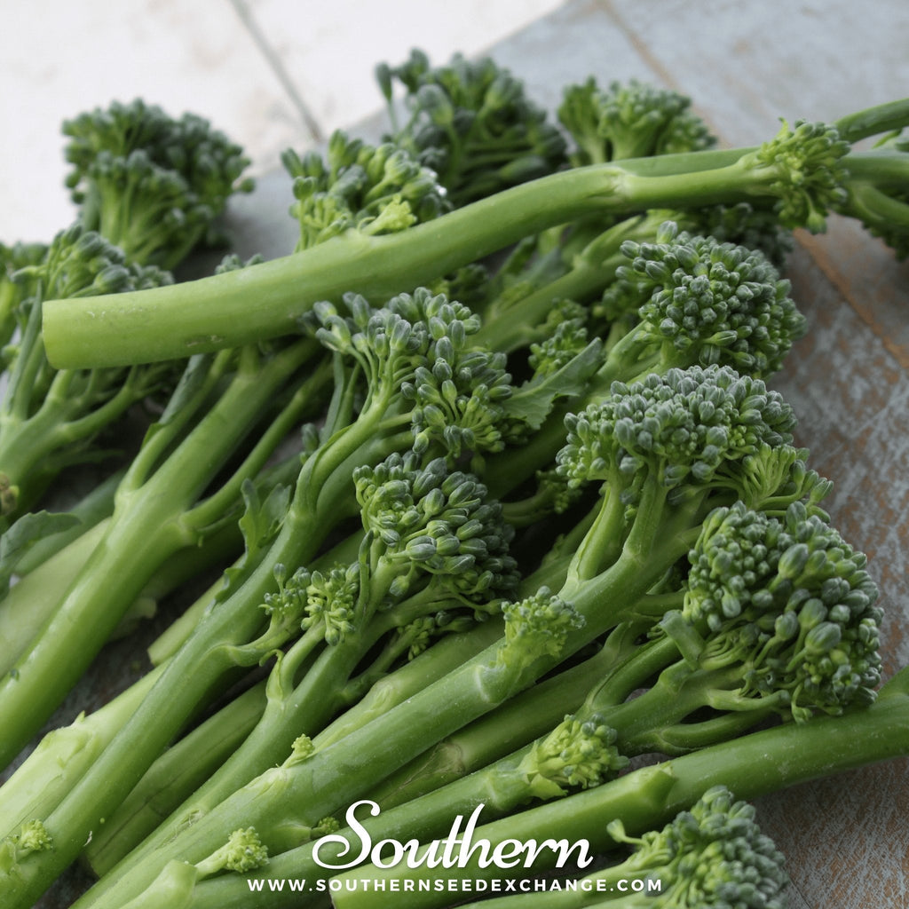 Calabrese Green Broccoli – 100 Seeds
