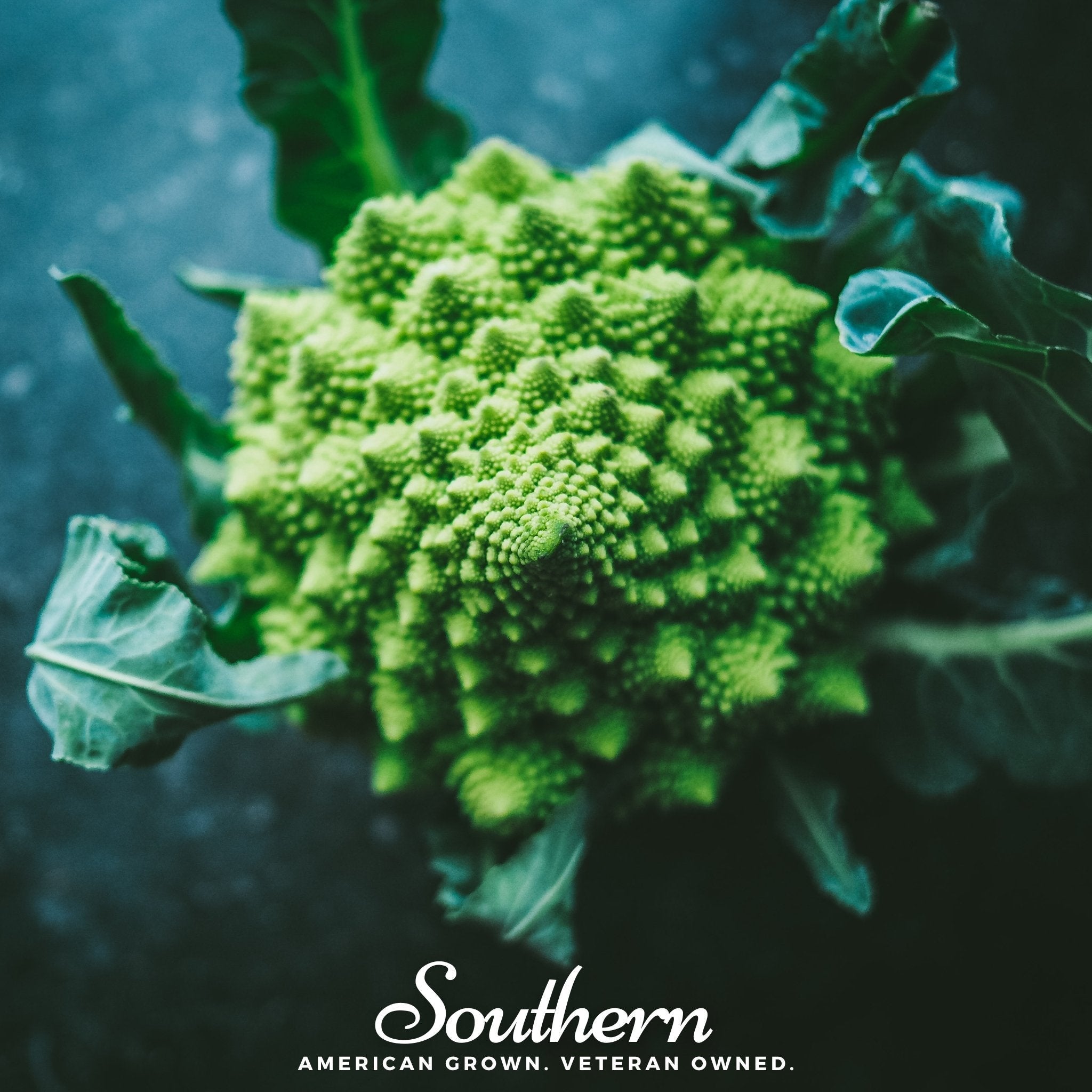 Romanesco Broccoli – 100 Seeds