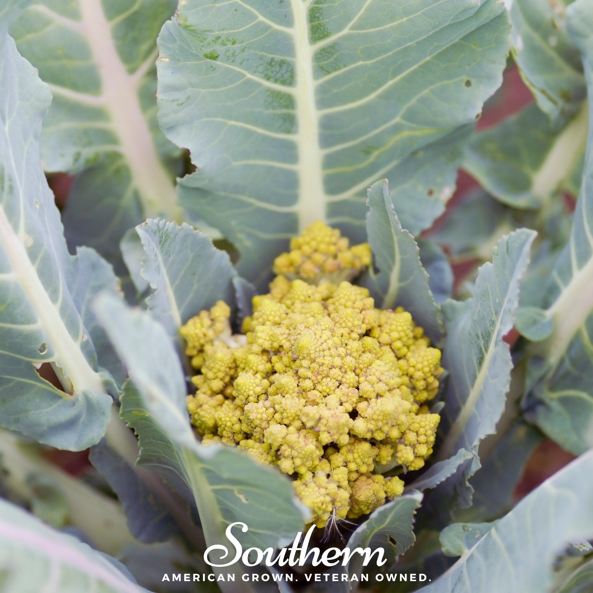 Romanesco Broccoli – 100 Seeds
