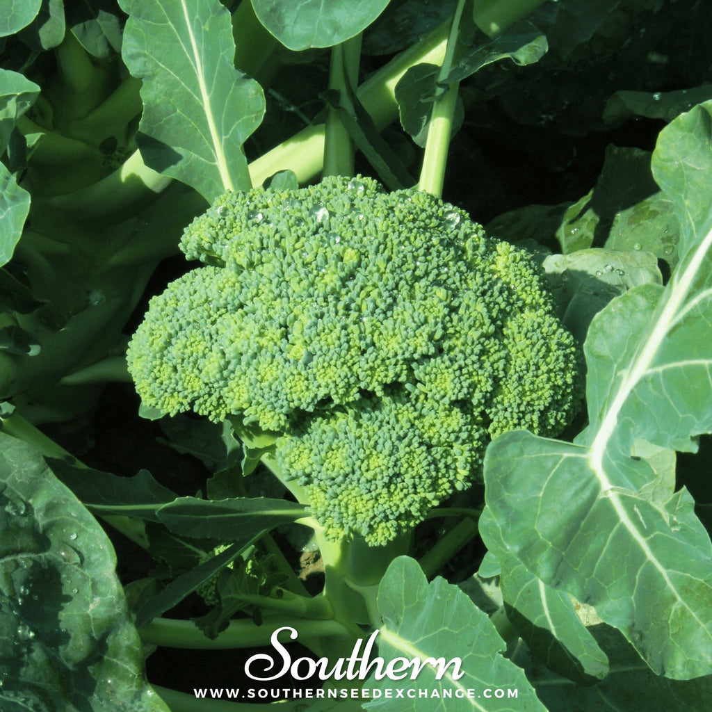 Waltham 29 Broccoli – 100 Seeds