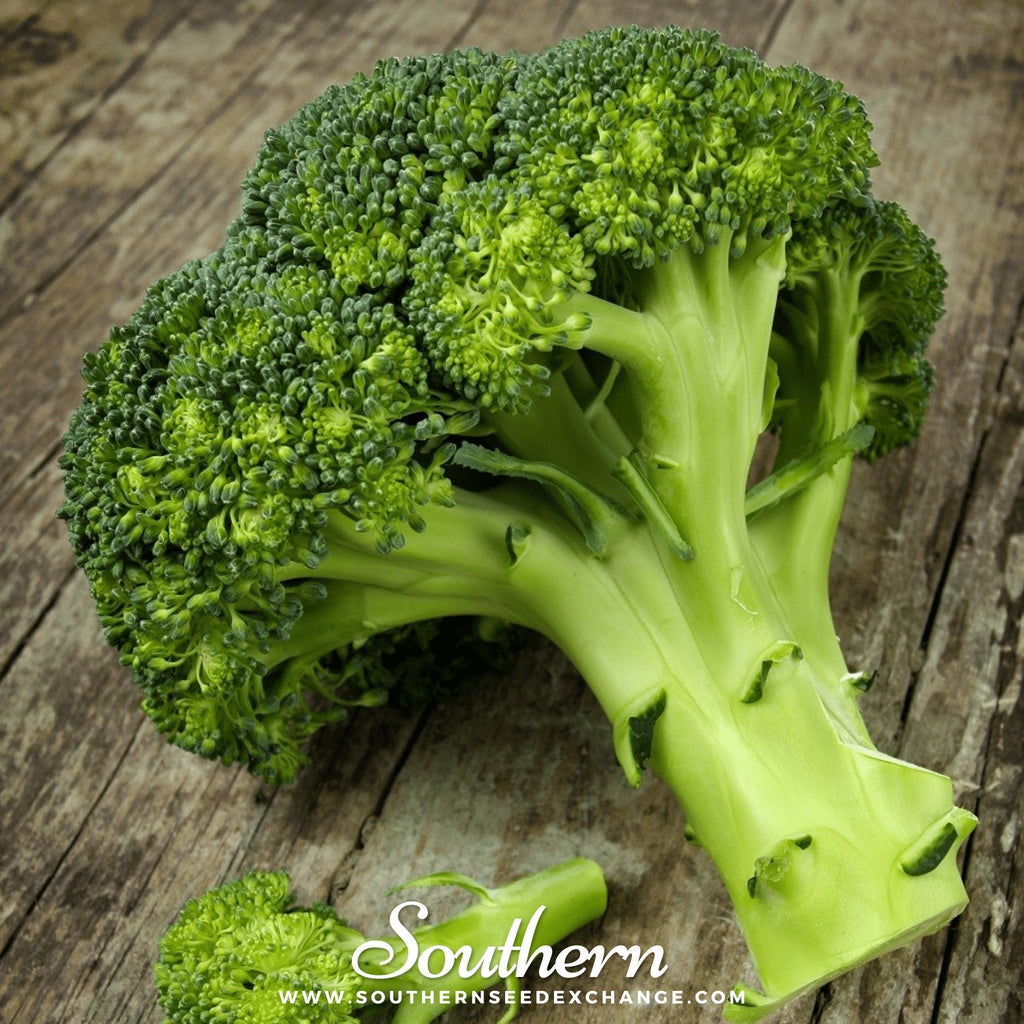 Waltham 29 Broccoli – 100 Seeds