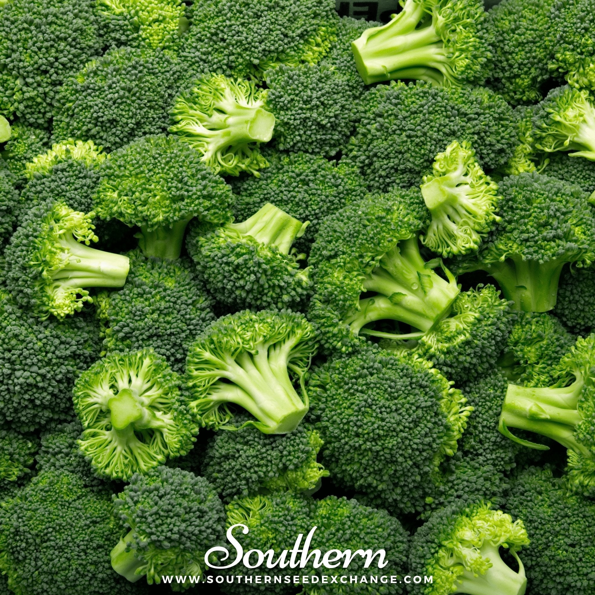 Waltham 29 Broccoli – 100 Seeds