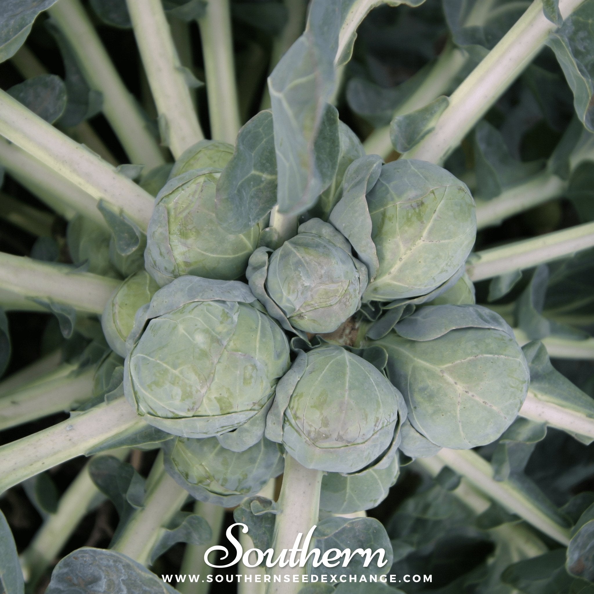 Catskill Brussels Sprouts – 250 Seeds