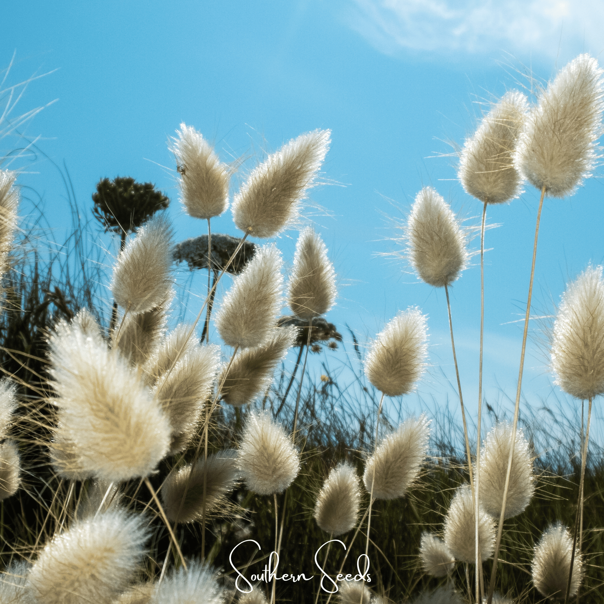Bunny Tails – 50 Seeds