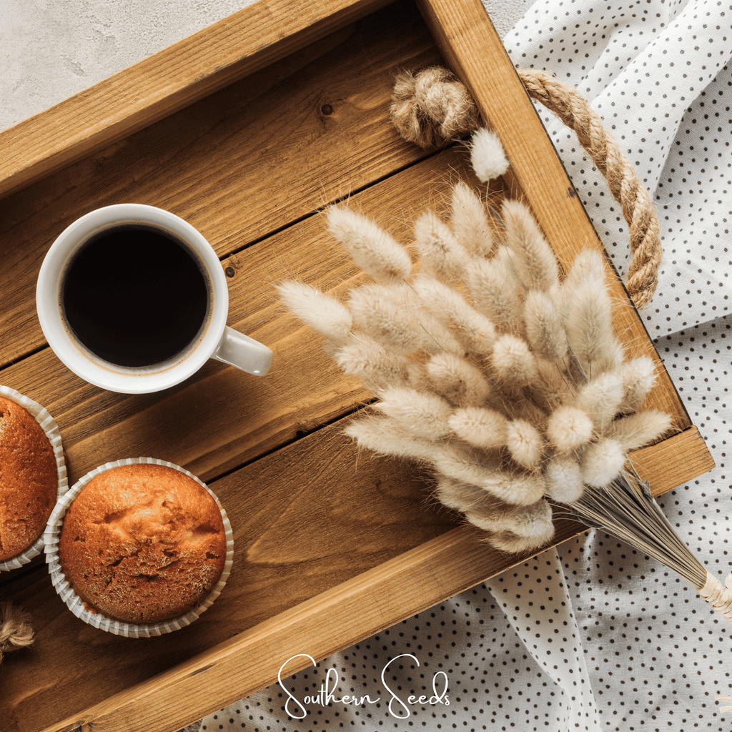 Bunny Tails – 50 Seeds