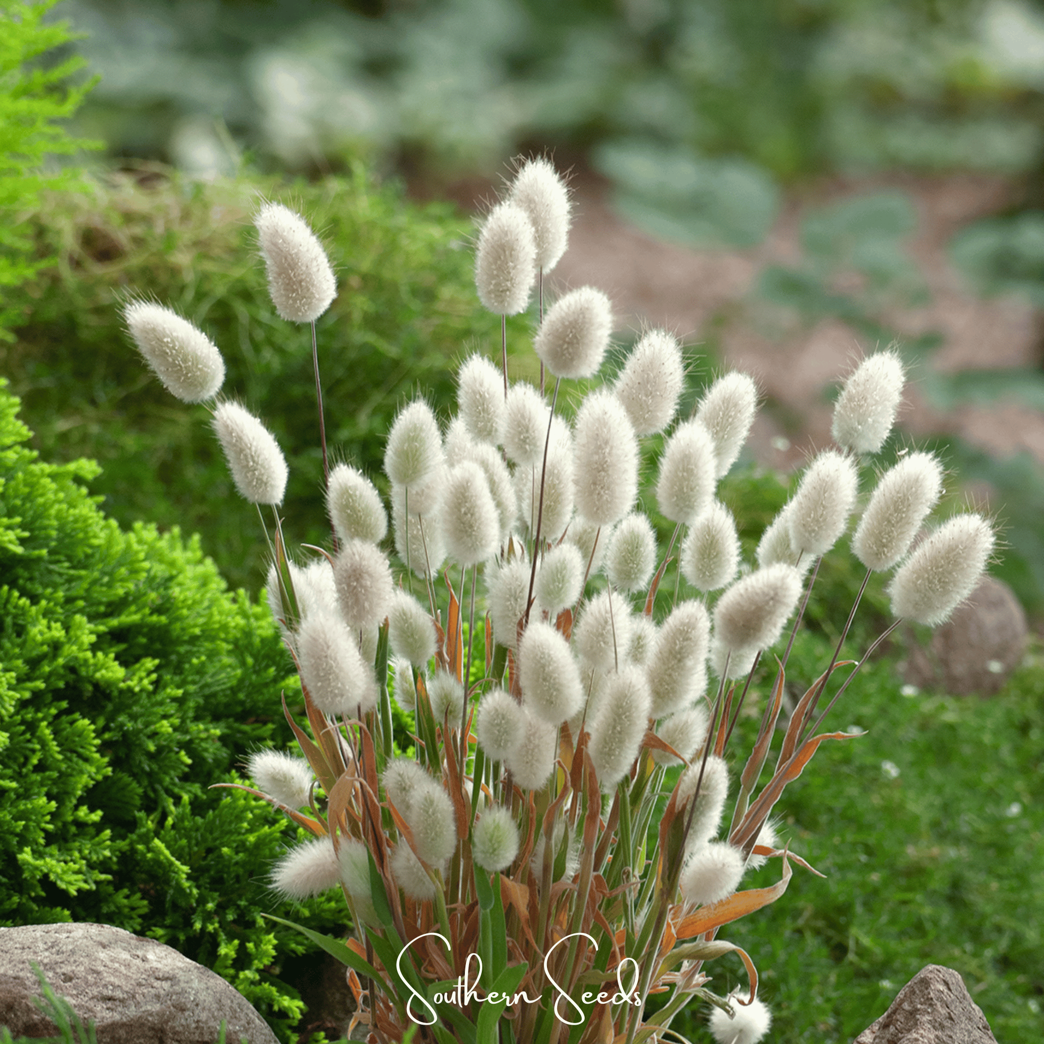 Bunny Tails – 50 Seeds