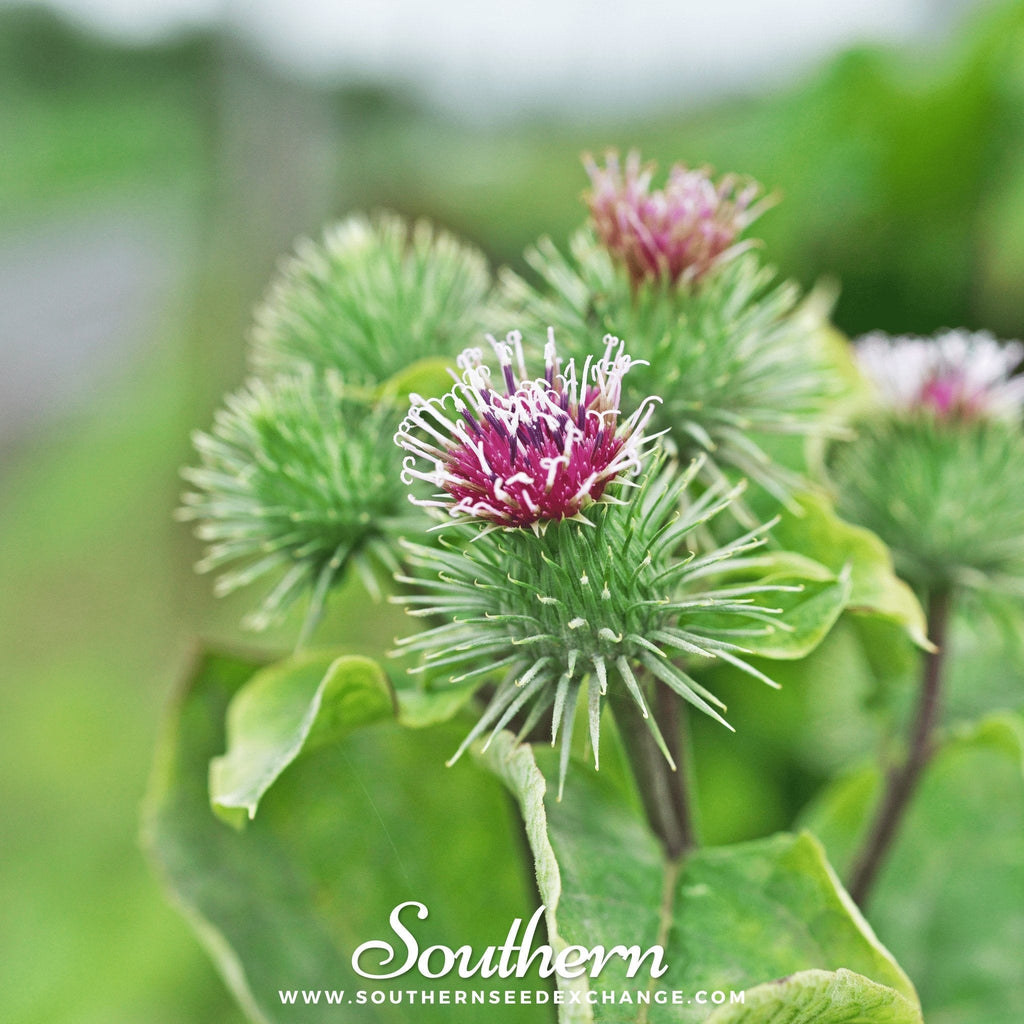 Burdock – 50 Seeds
