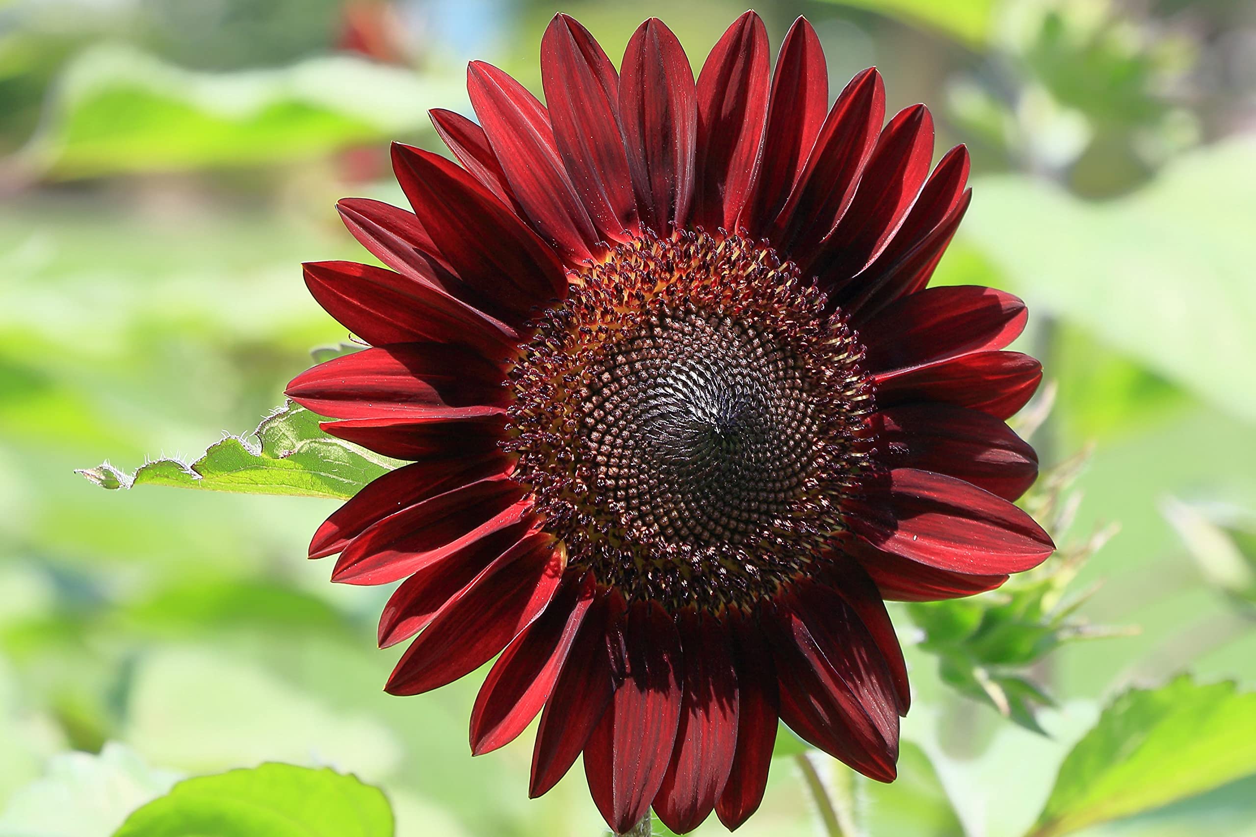 Chocolate Cherry Sunflower Seeds – Rich Burgundy Garden Blooms