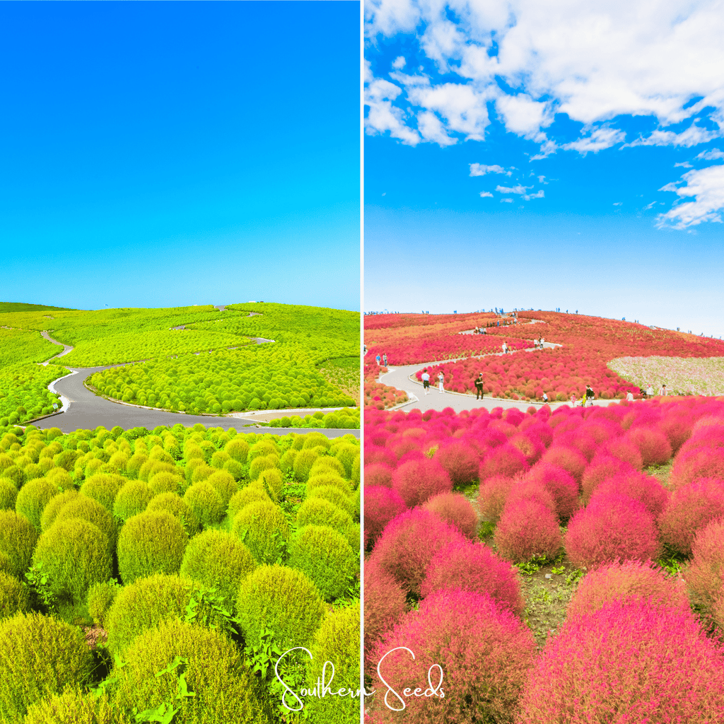 Burning Bush – 100 Seeds