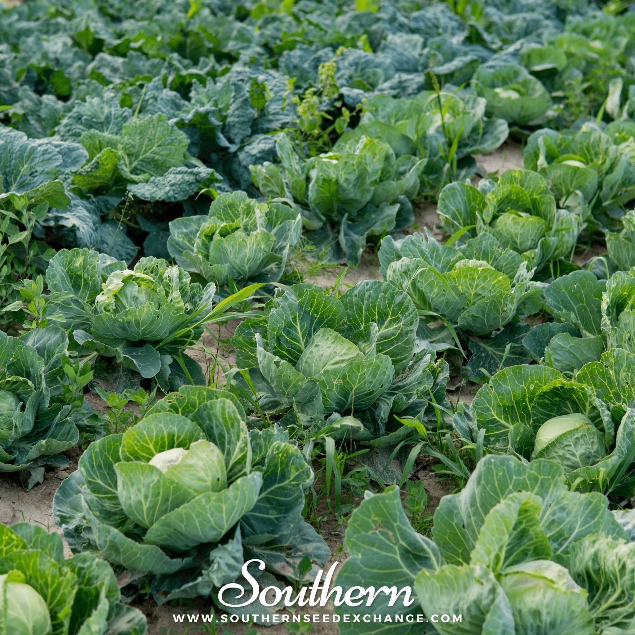 Brunswick Cabbage – 100 Seeds