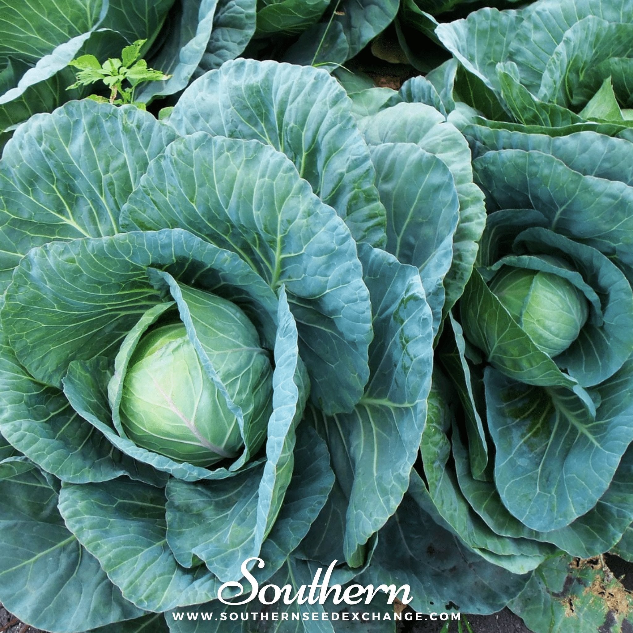 Copenhagen Market Cabbage – 100 Seeds