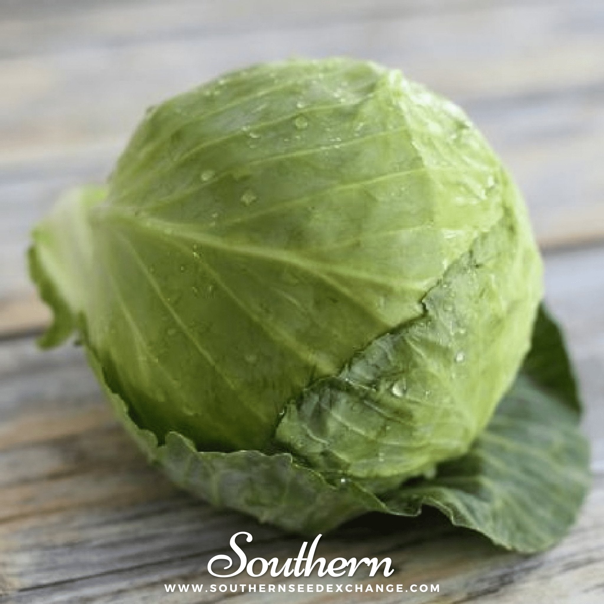 Golden Acre Cabbage – 100 Seeds
