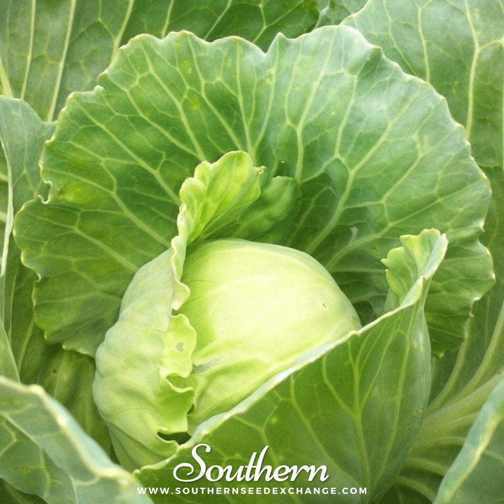 Golden Acre Cabbage – 100 Seeds