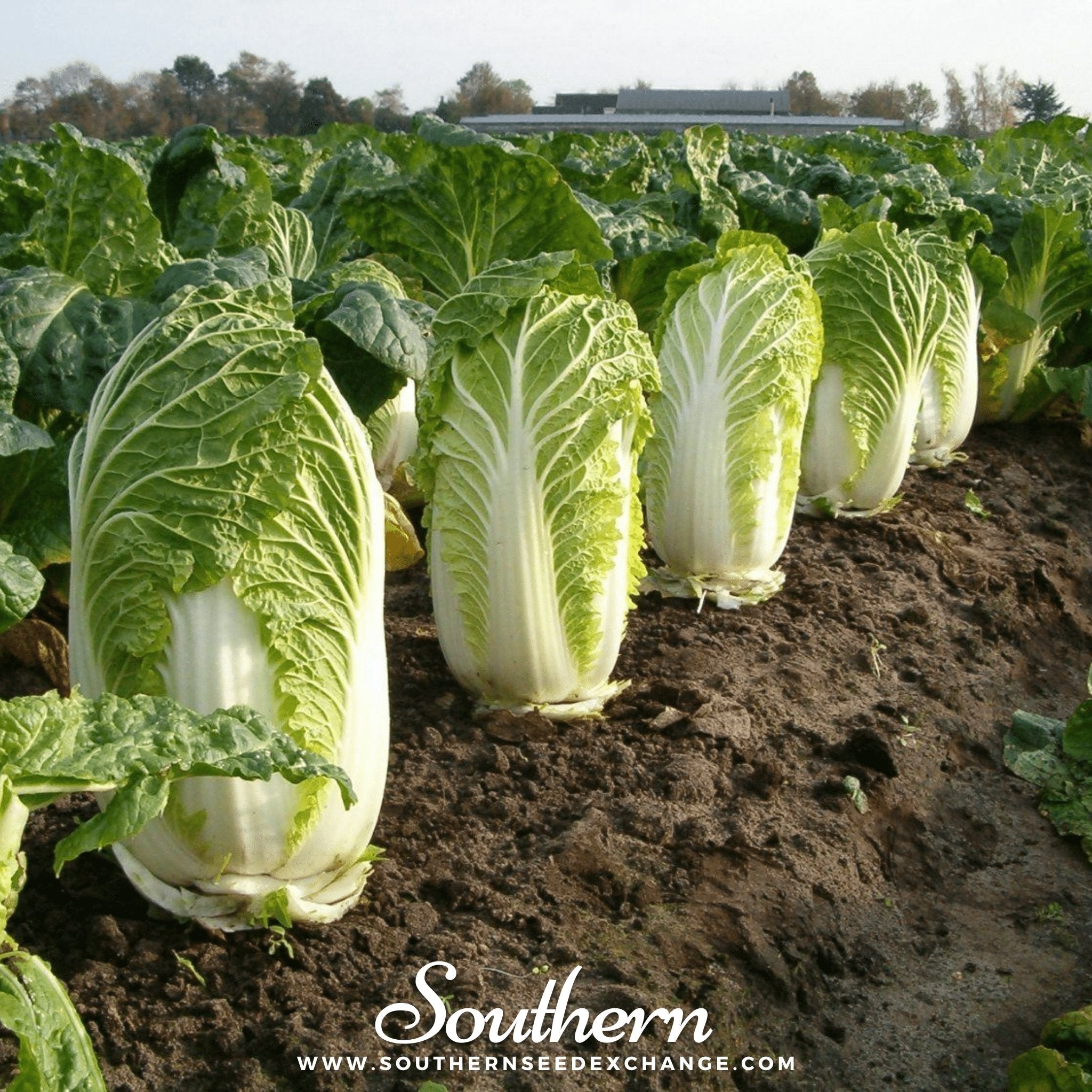 Napa Michihili Heading Cabbage – 100 Seeds