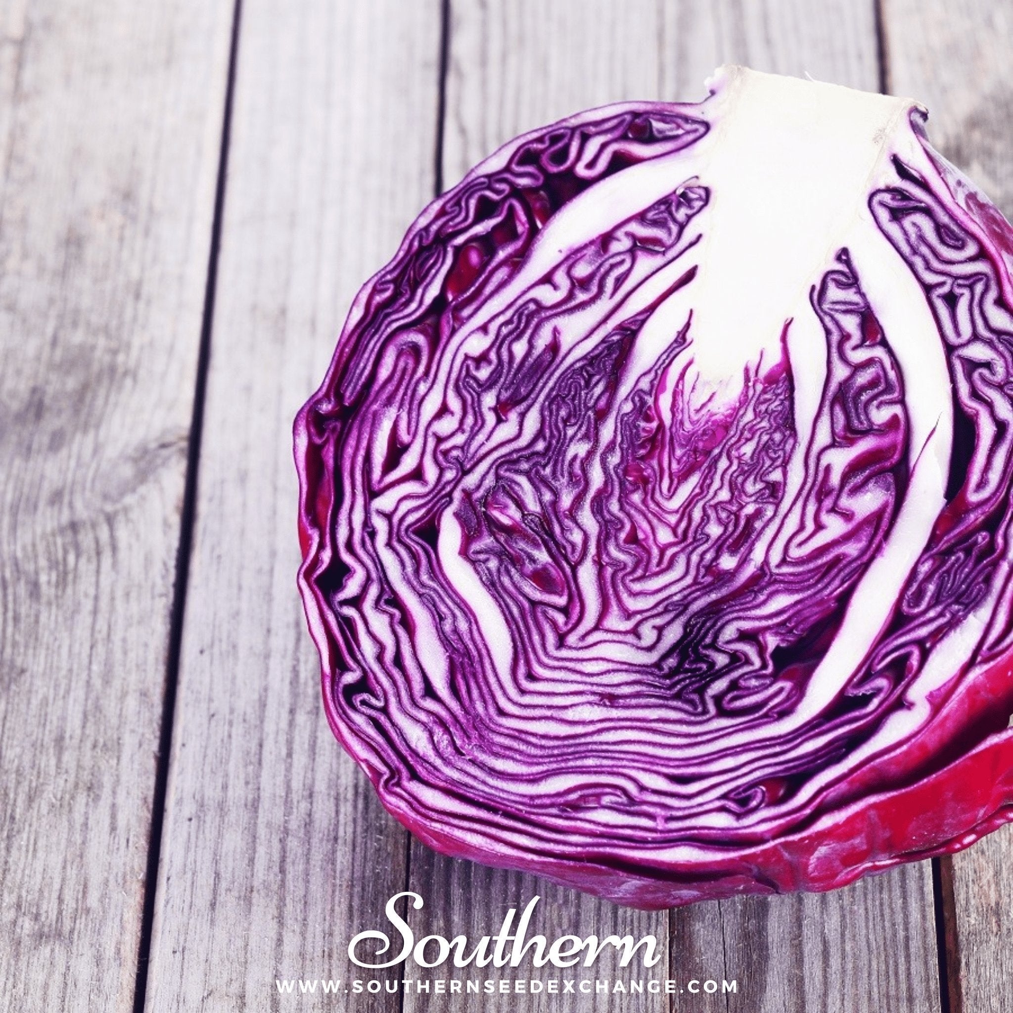Red Acre Cabbage – 100 Seeds