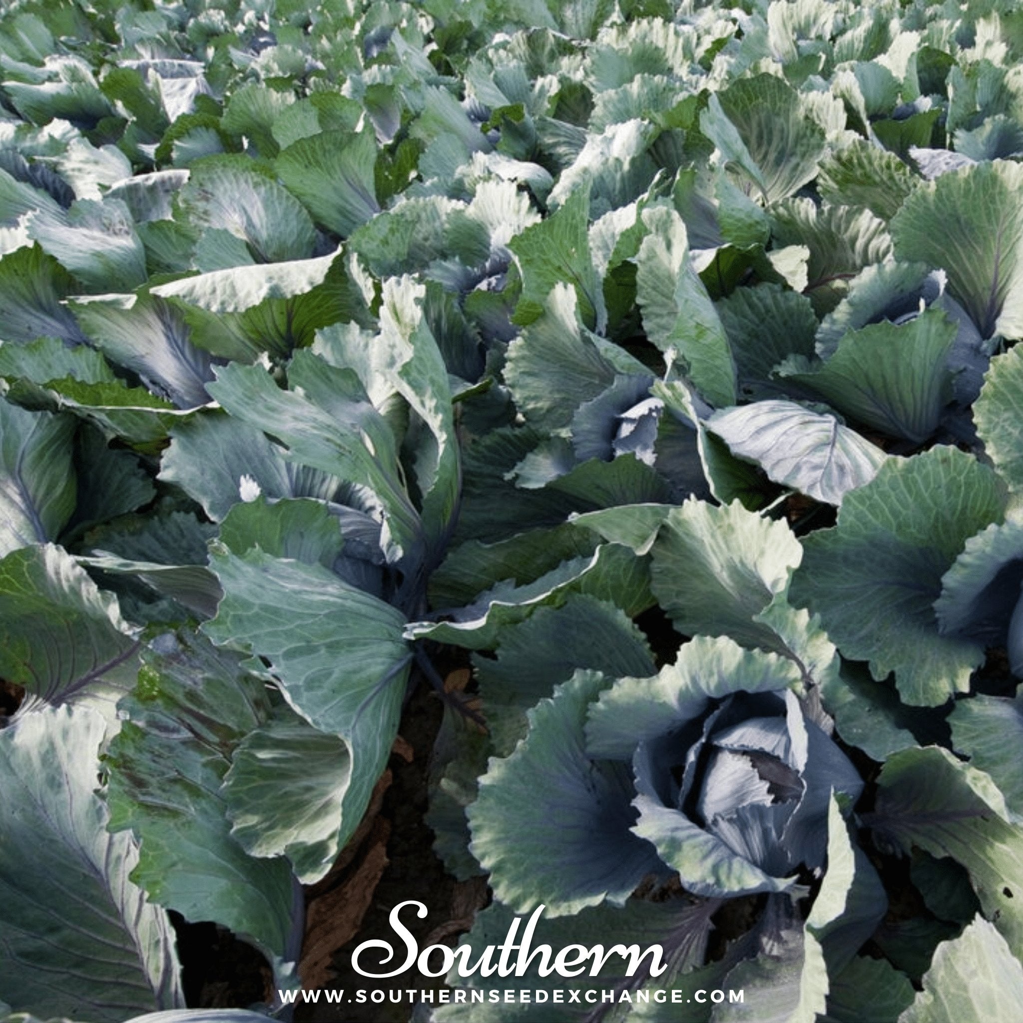 Red Acre Cabbage – 100 Seeds