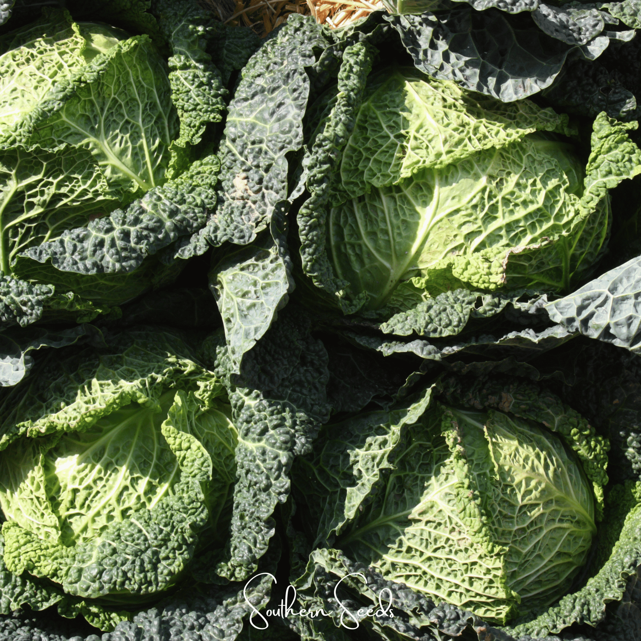 Savoy Cabbage – 100 Seeds