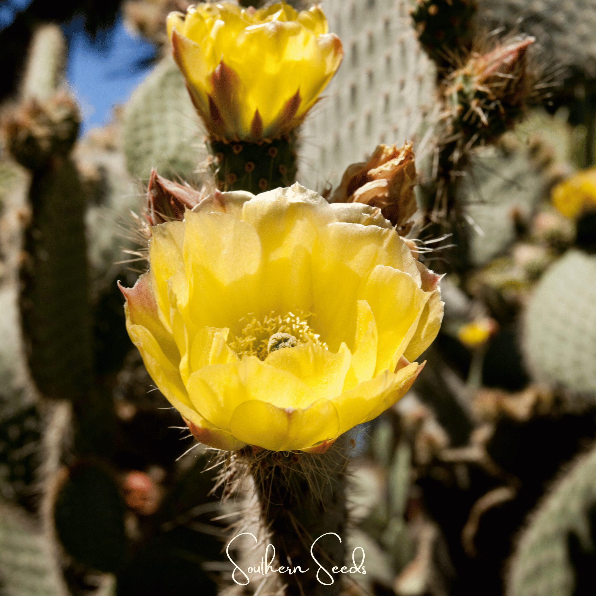 Prickly Pear Cactus – 15 Seeds