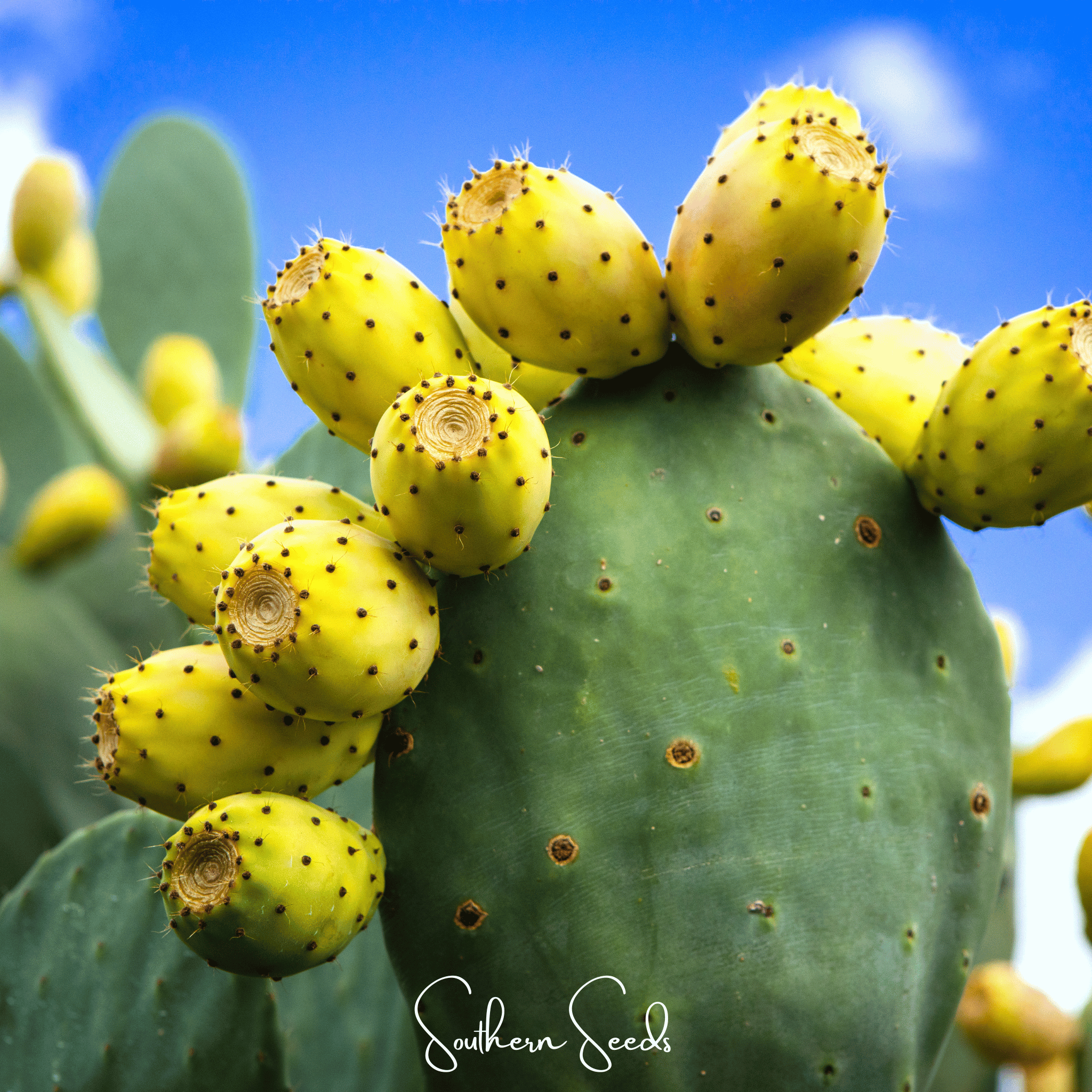 Prickly Pear Cactus – 15 Seeds