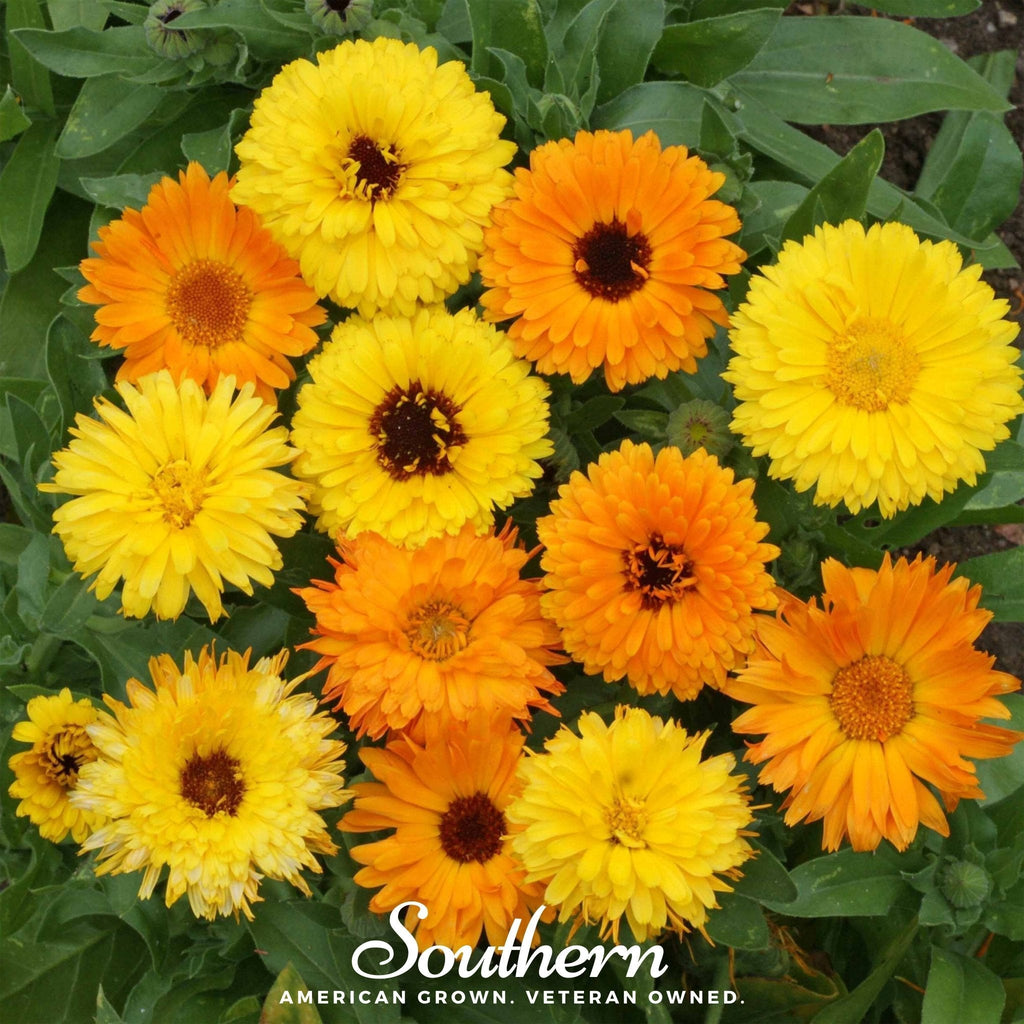 Fiesta Gitana Calendula – 100 Seeds