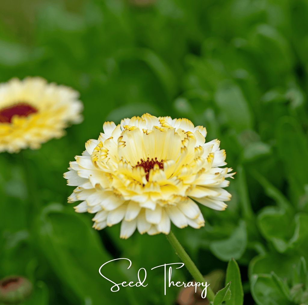 Ivory Princess Calendula – 50 Seeds
