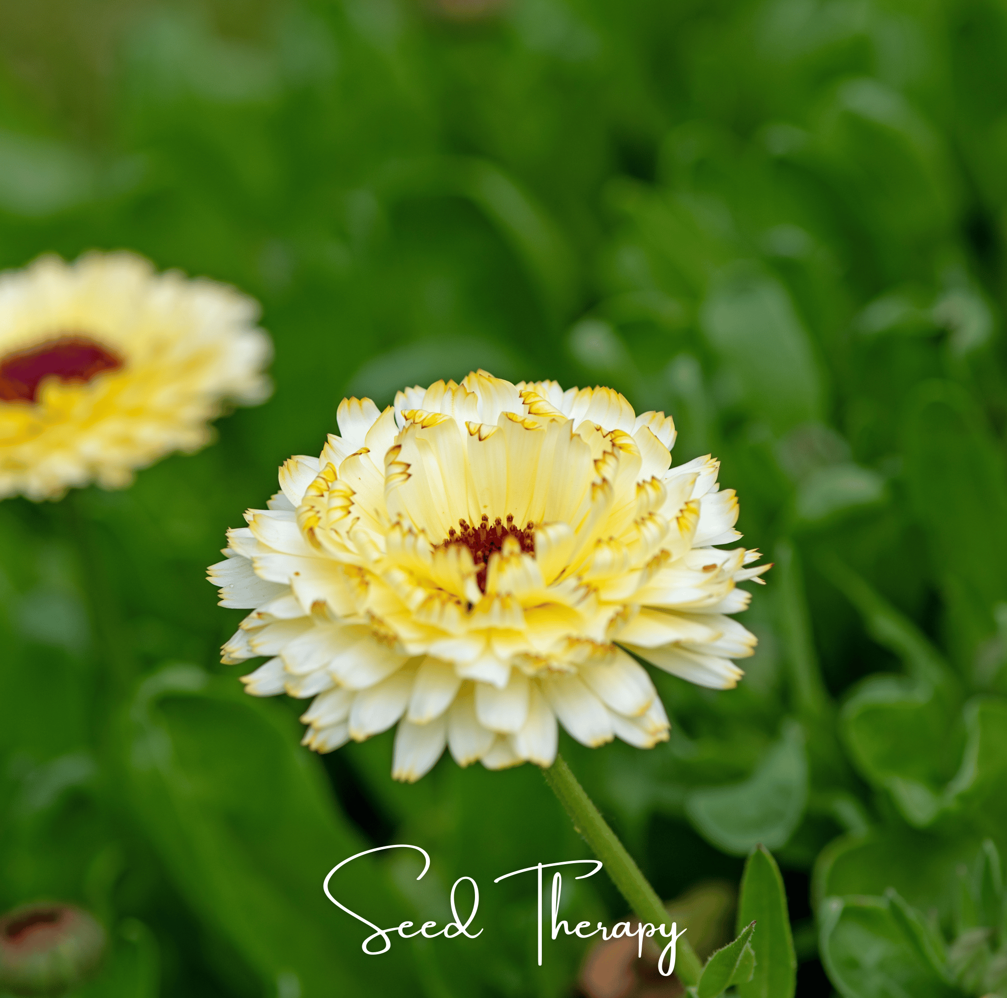 Ivory Princess Calendula – 50 Seeds