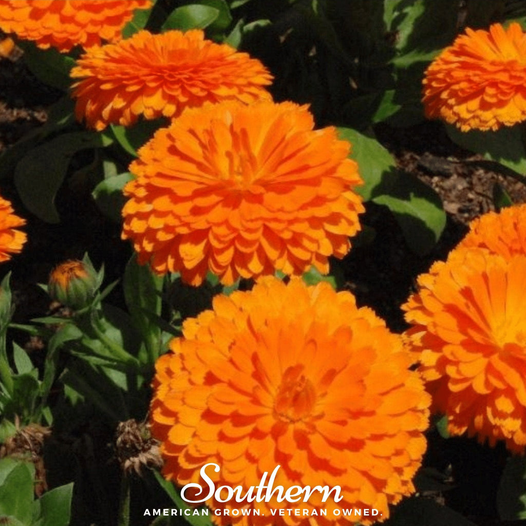 Orange King Calendula – 100 Seeds