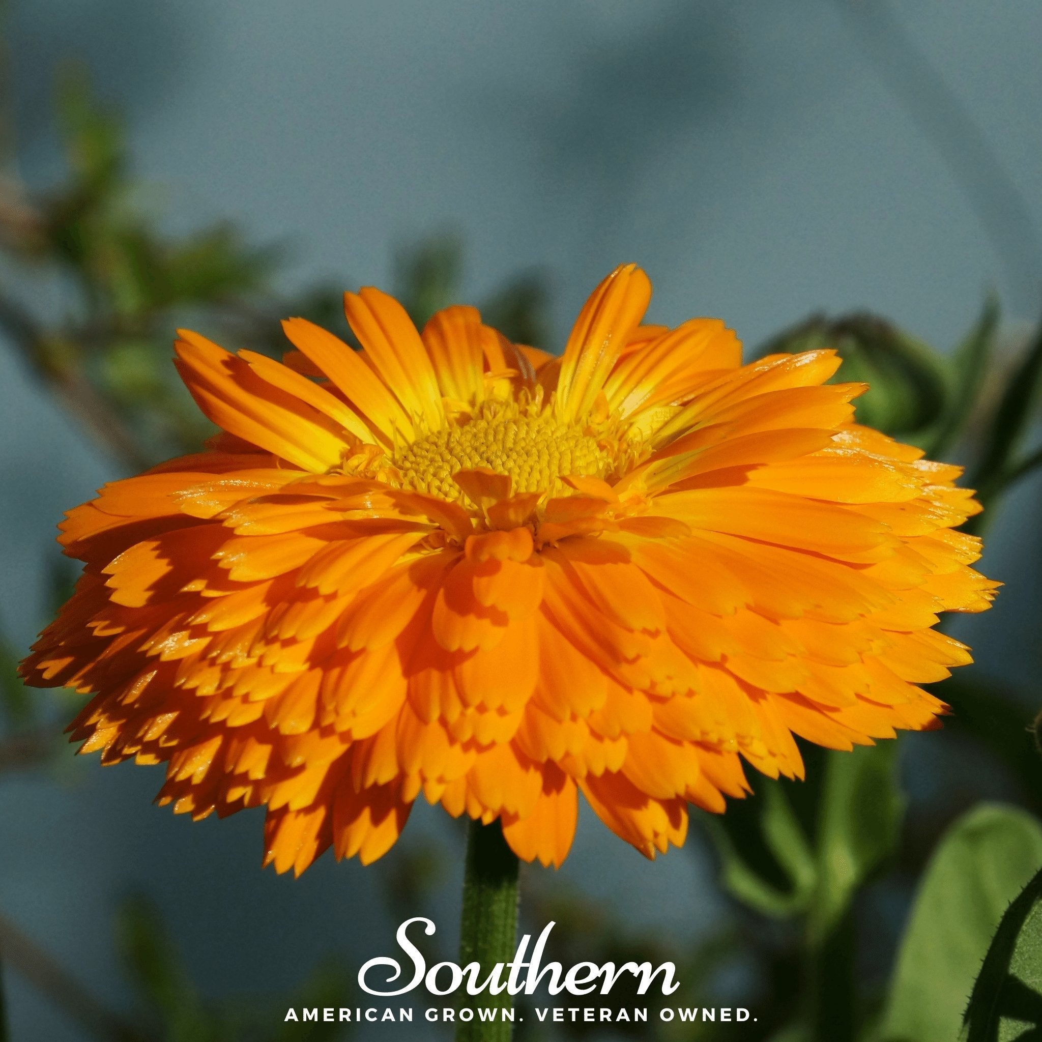 Orange King Calendula – 100 Seeds