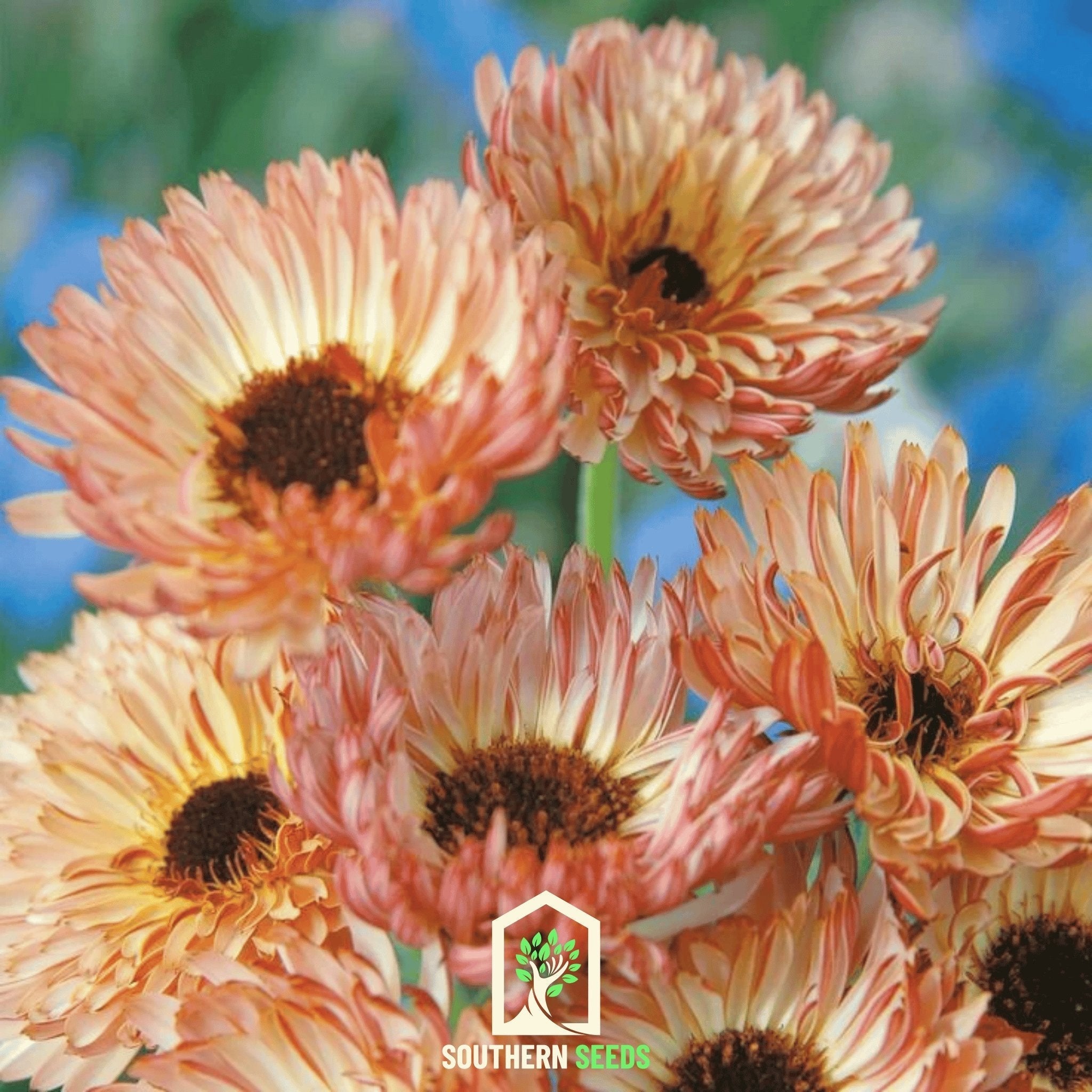 Sunset Buff Calendula – 50 Seeds