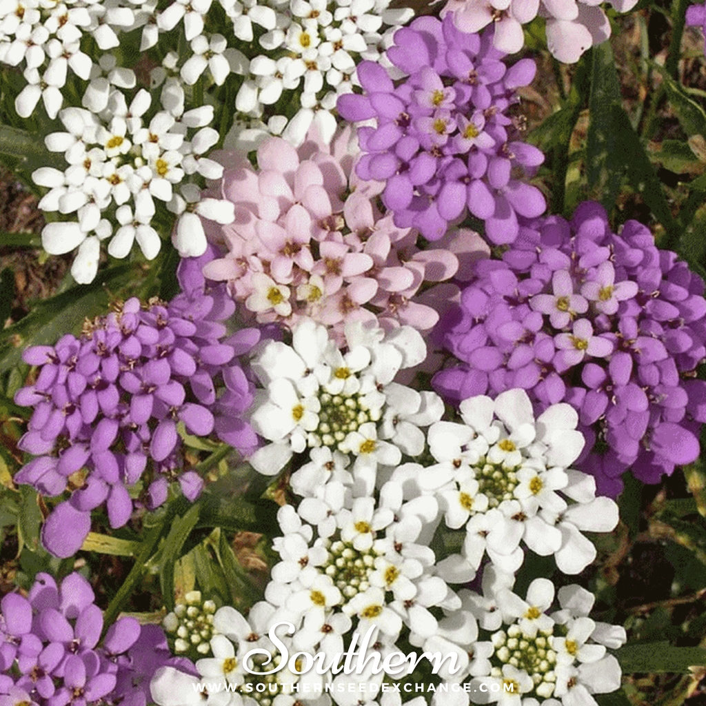 Globe Annual Candytuft – 50 Seeds