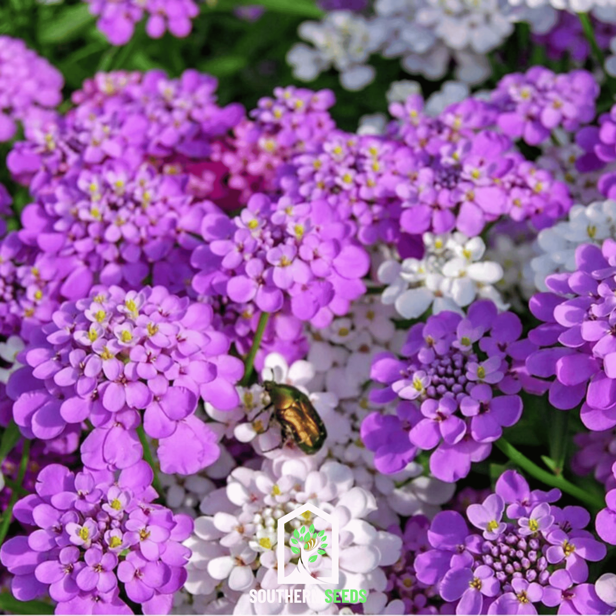 Candytuft Mix – 100 Seeds