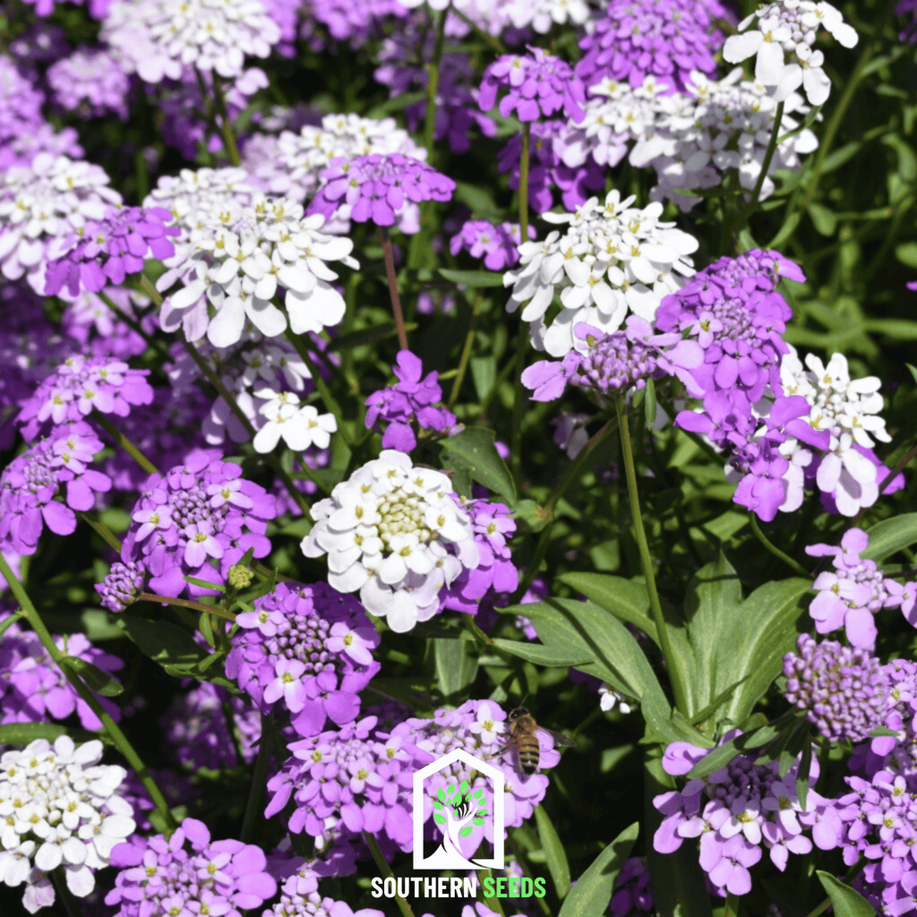Candytuft Mix – 100 Seeds