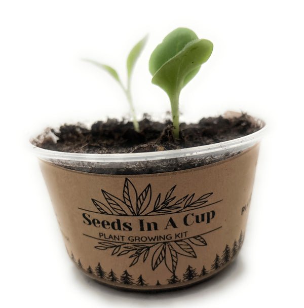Cantaloupe Growing Kit - Vegetable Seed Starter Kit
