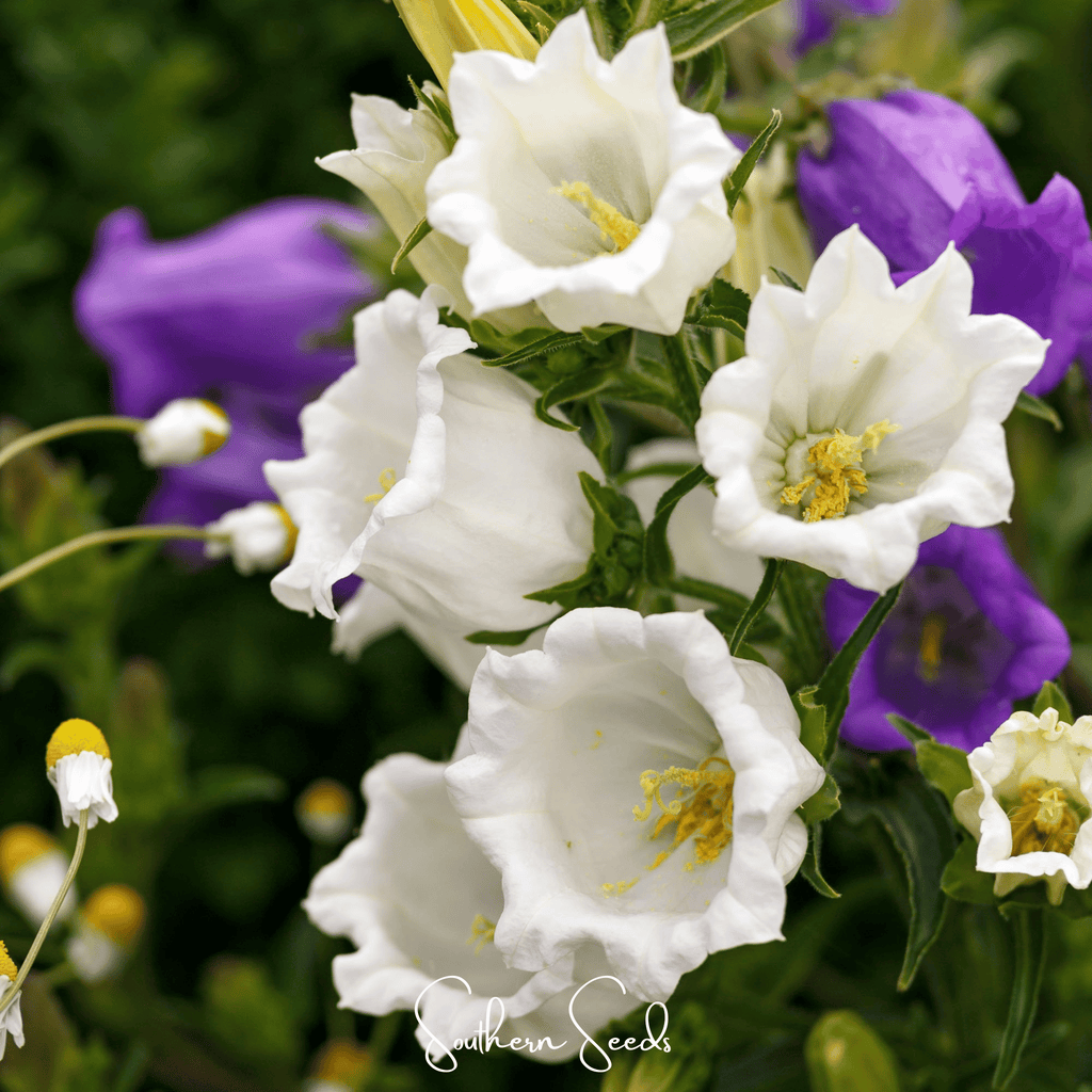Canterbury Bells Mix – 100 Seeds