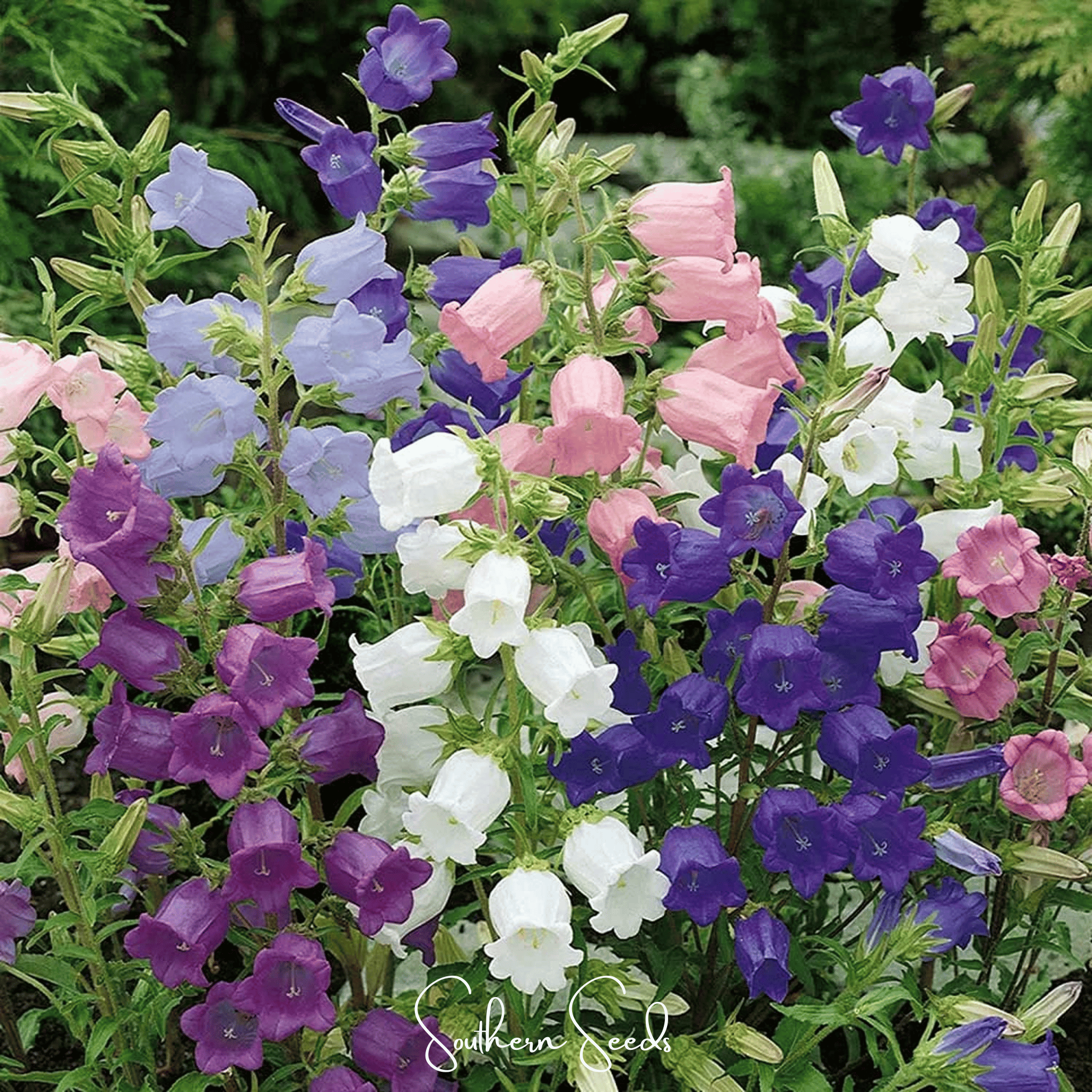 Canterbury Bells Mix – 100 Seeds