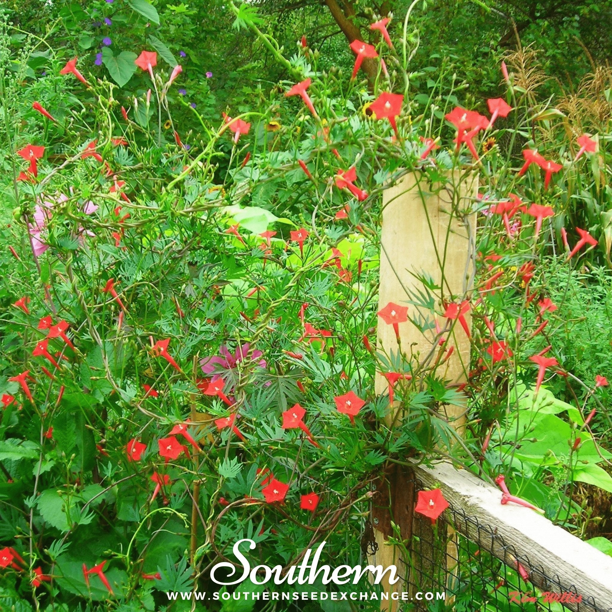 Cardinal Climber – 30 Seeds