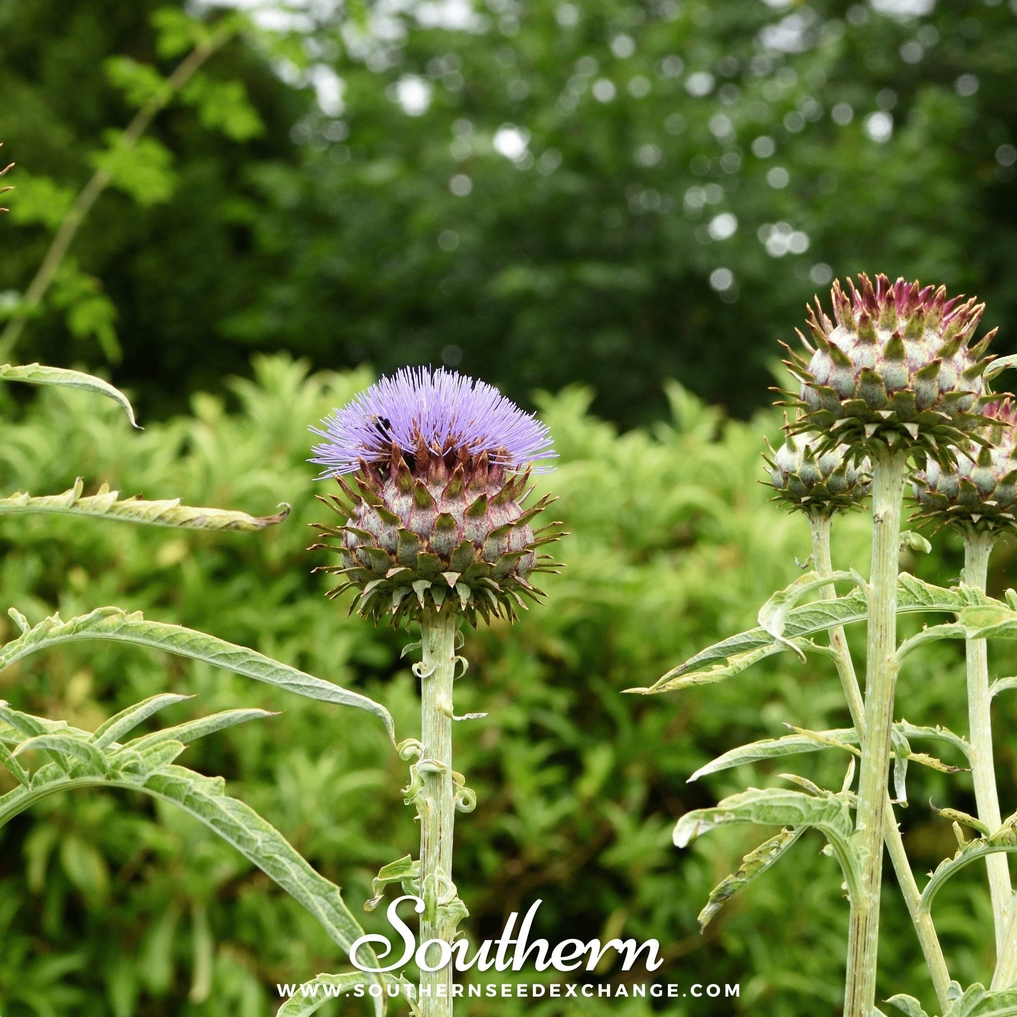 Cardoon – 25 Seeds