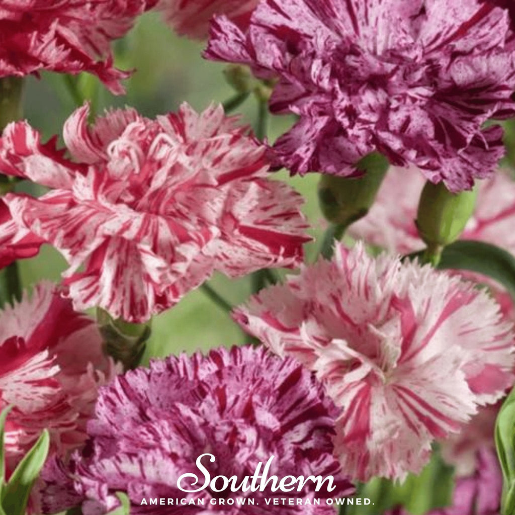 Chabaud Picotee Carnation Mix – 25 Seeds