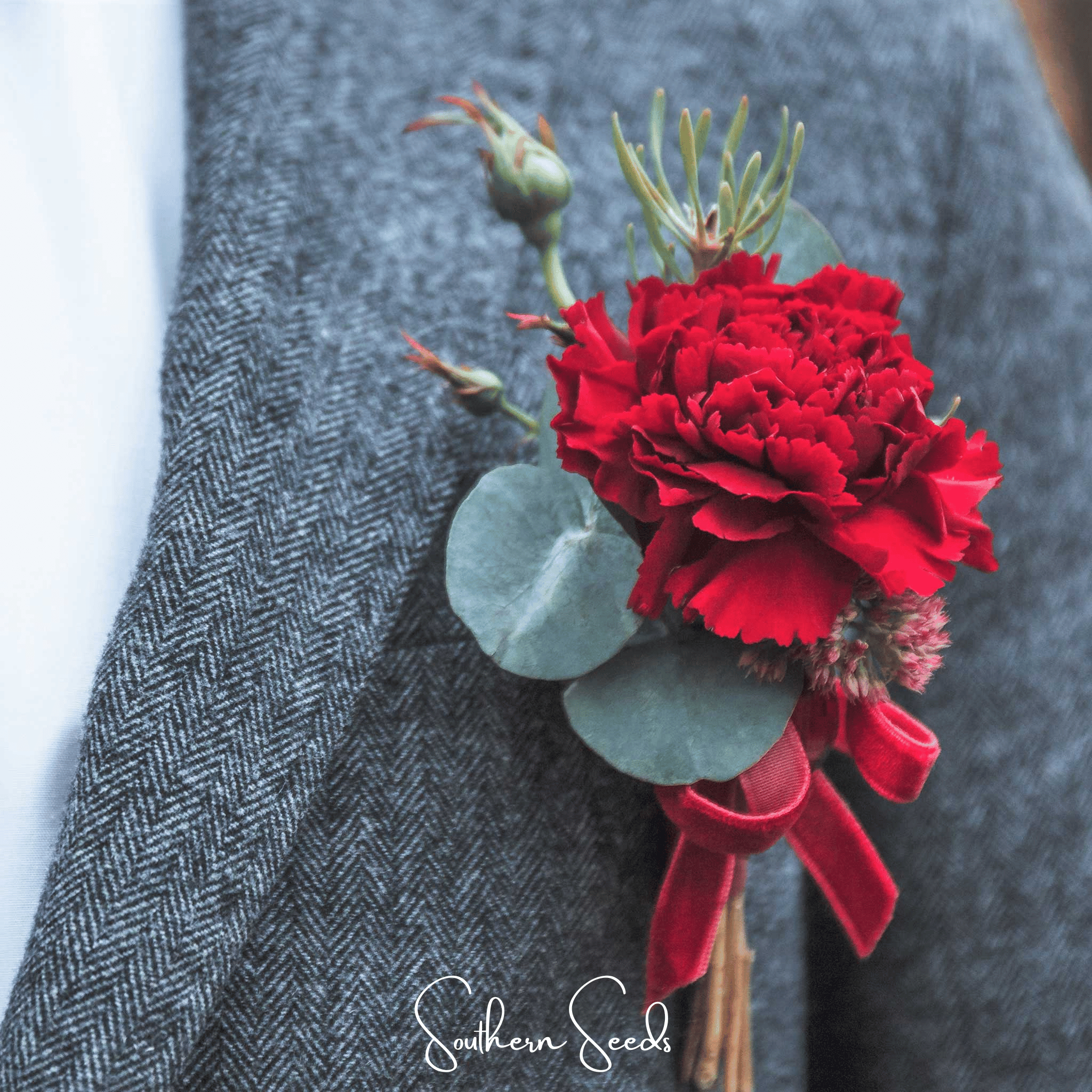 Etincellant Carnation – 25 Seeds