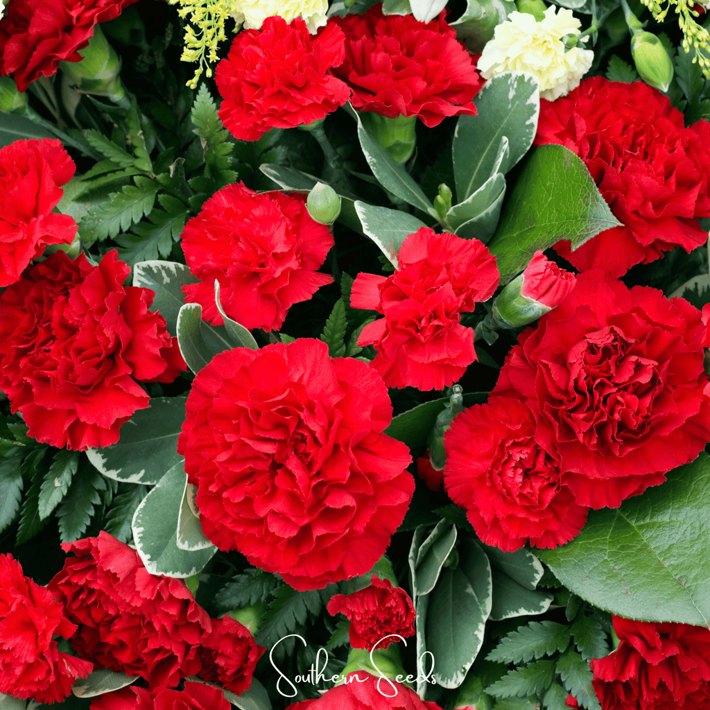 Etincellant Carnation – 25 Seeds