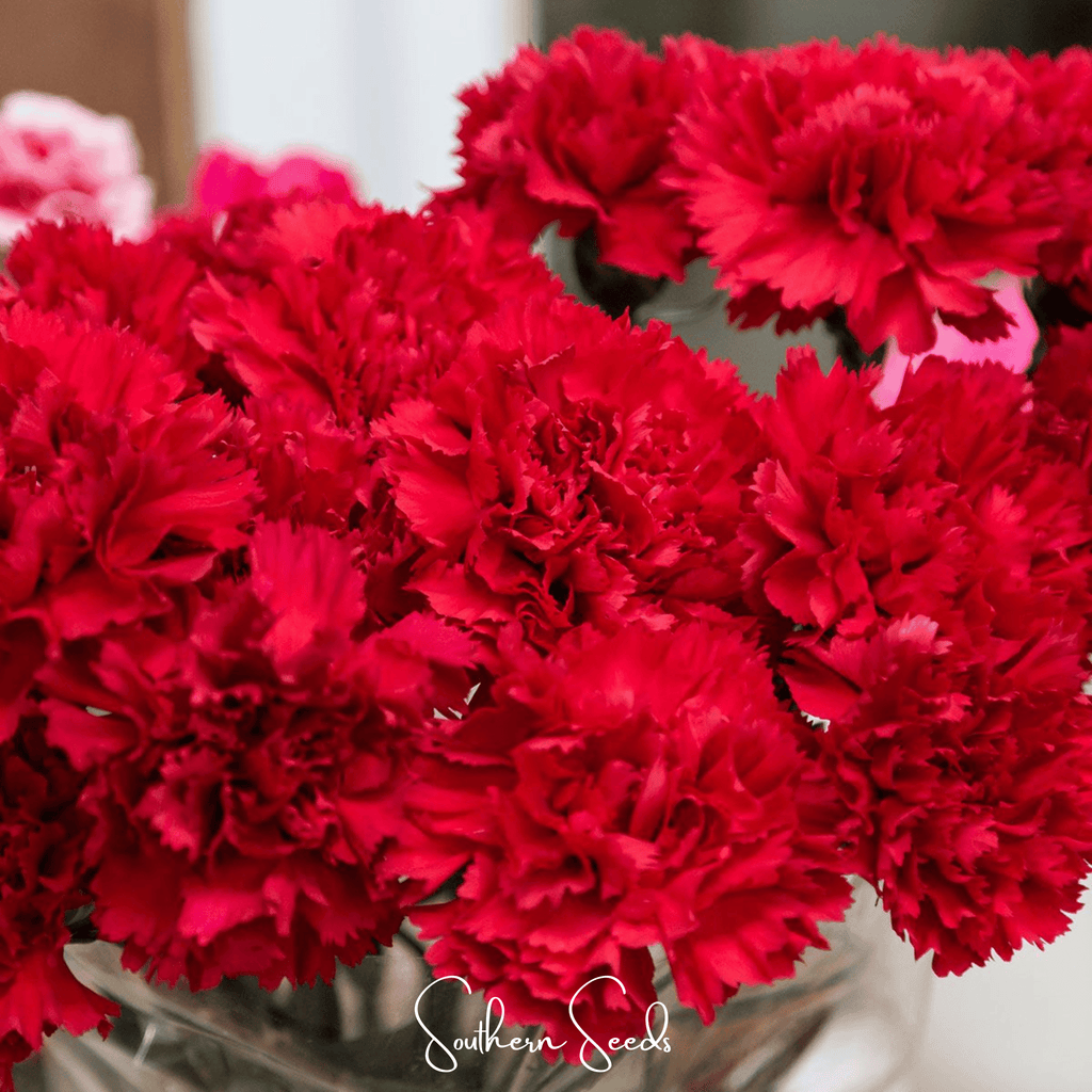 Etincellant Carnation – 25 Seeds