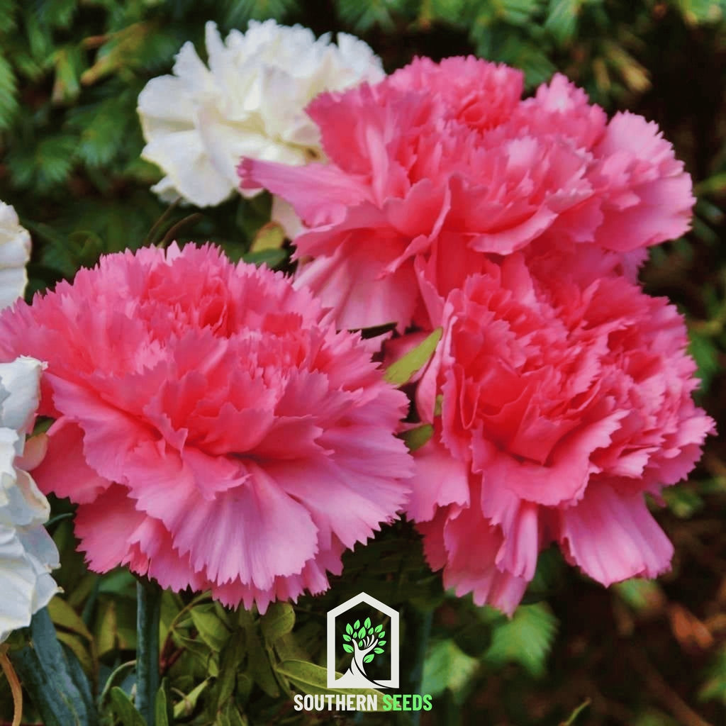 Rose Grenadin Carnation – 25 Seeds