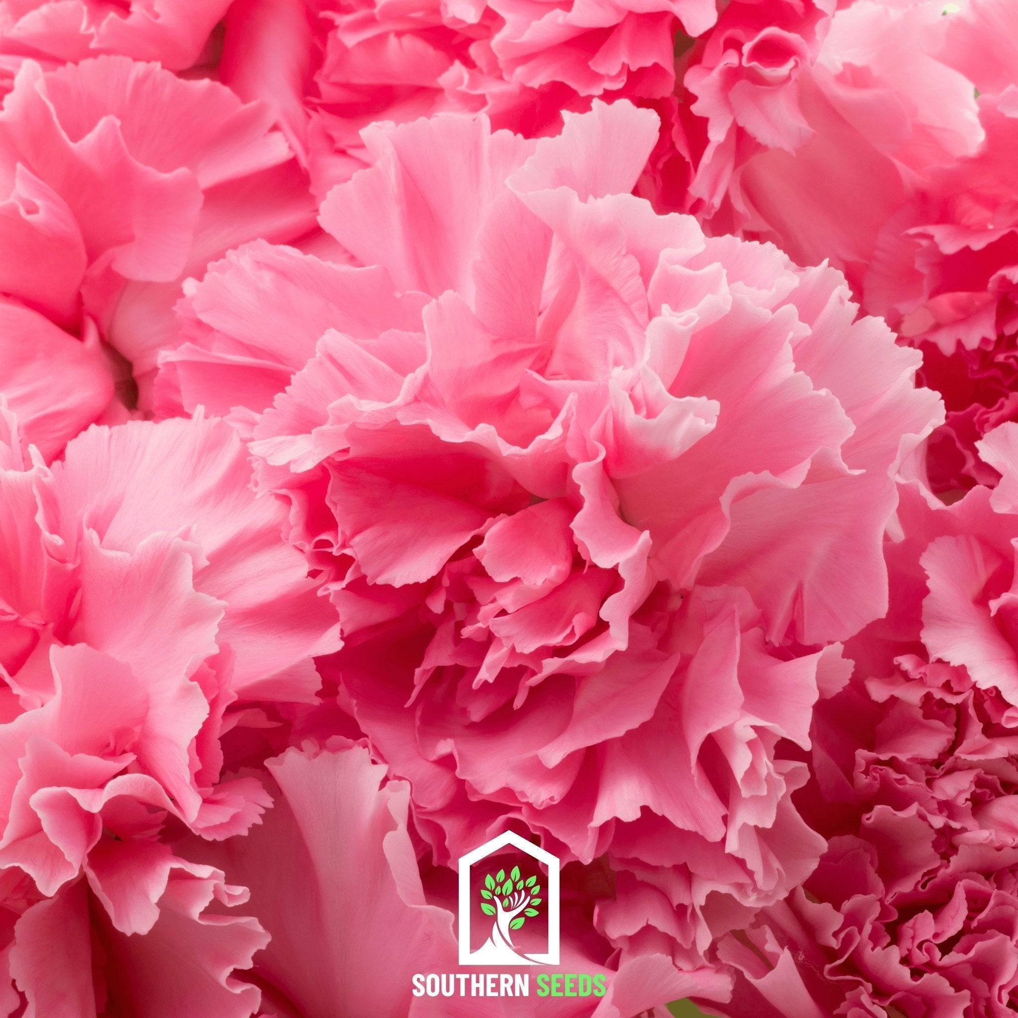 Rose Grenadin Carnation – 25 Seeds